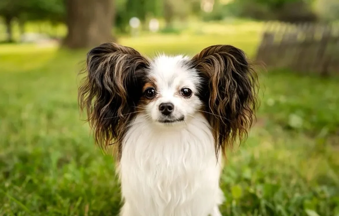 And here is Murphy, son of Luciano and Kimchi and nearly a year old. Thank you to his patient owner 😂 she knows what I mean #papillon #papillons #papillonsofinstagram #papillonsofinsta #papillonlove #papillondog #papillonpuppies #doggo #dogsofinstag