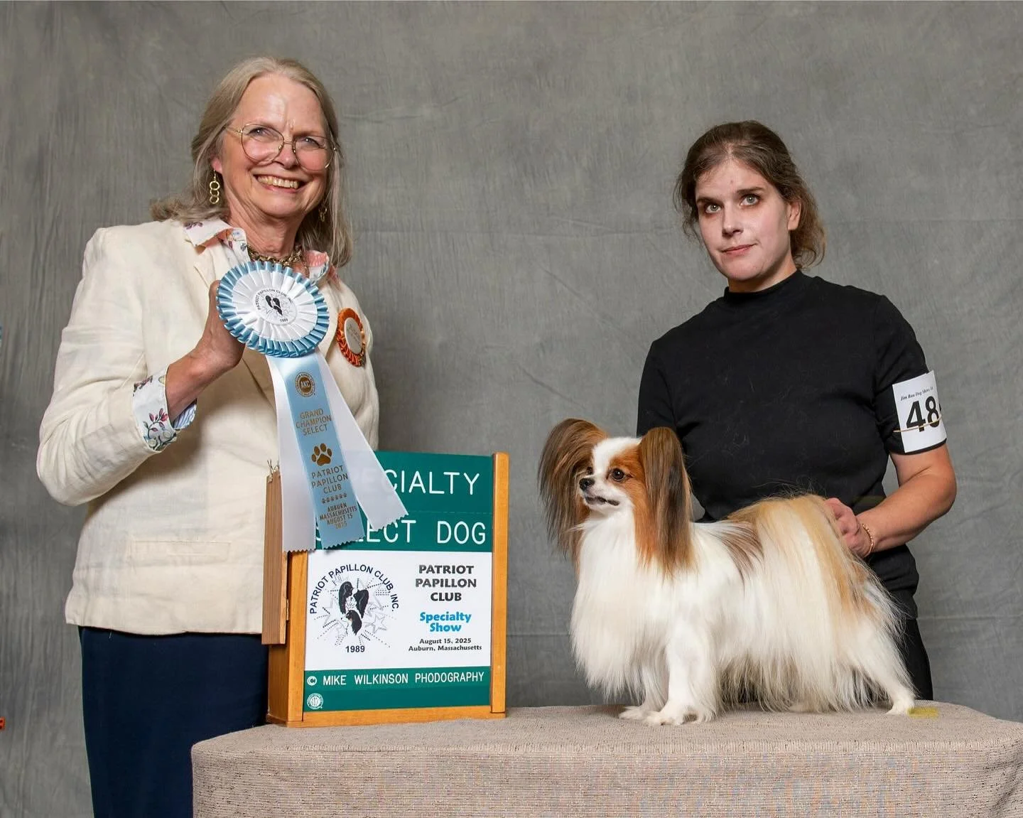 Ch Amarillo de Bovril select at Patriot Papillon Club specialty 😊 #sablewings