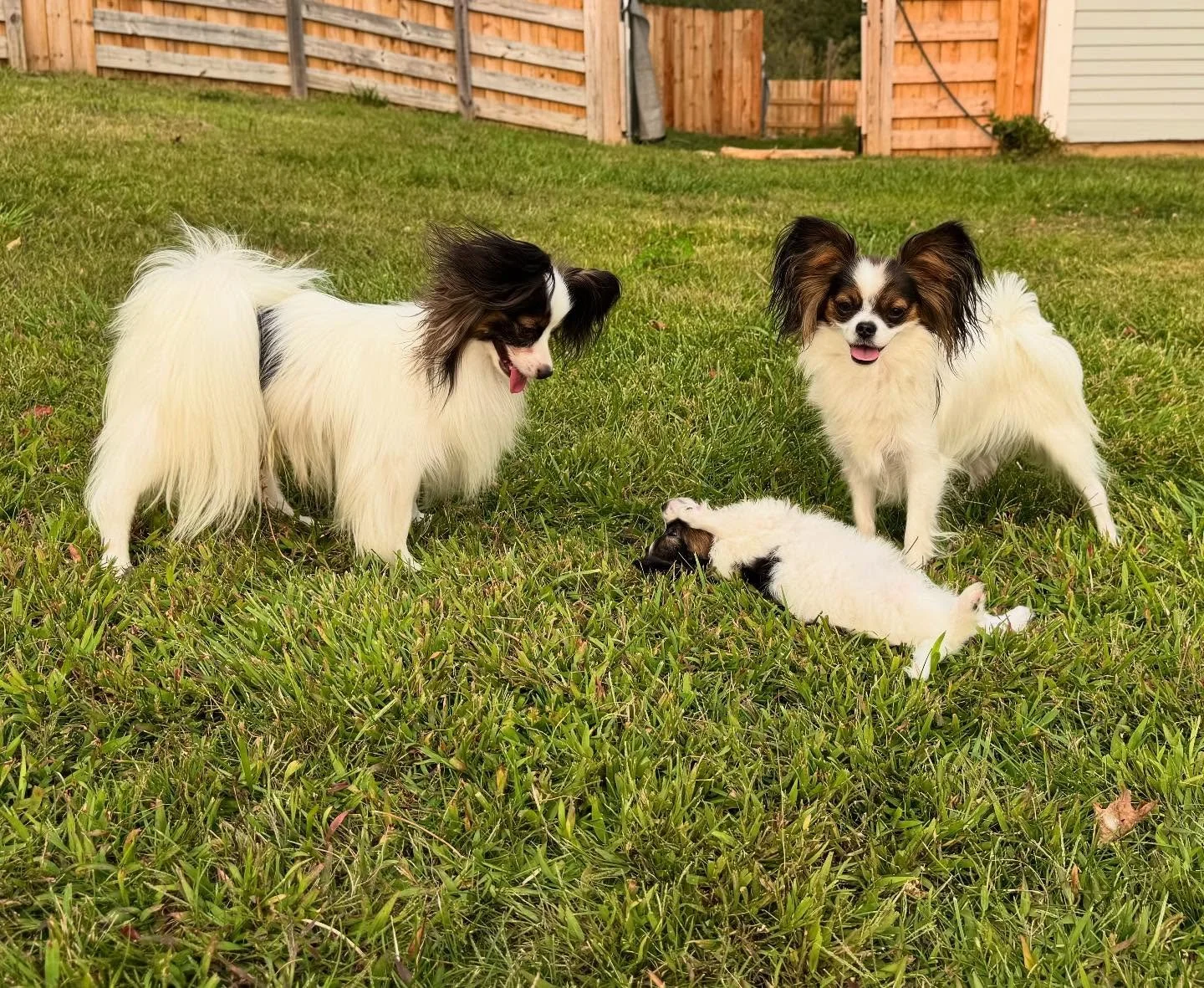 Legend and Blair with their baby #papillon #papillons #papillonsofinstagram #papillonsofinsta #papillondog #papillonpuppies #puppylove #sablewings