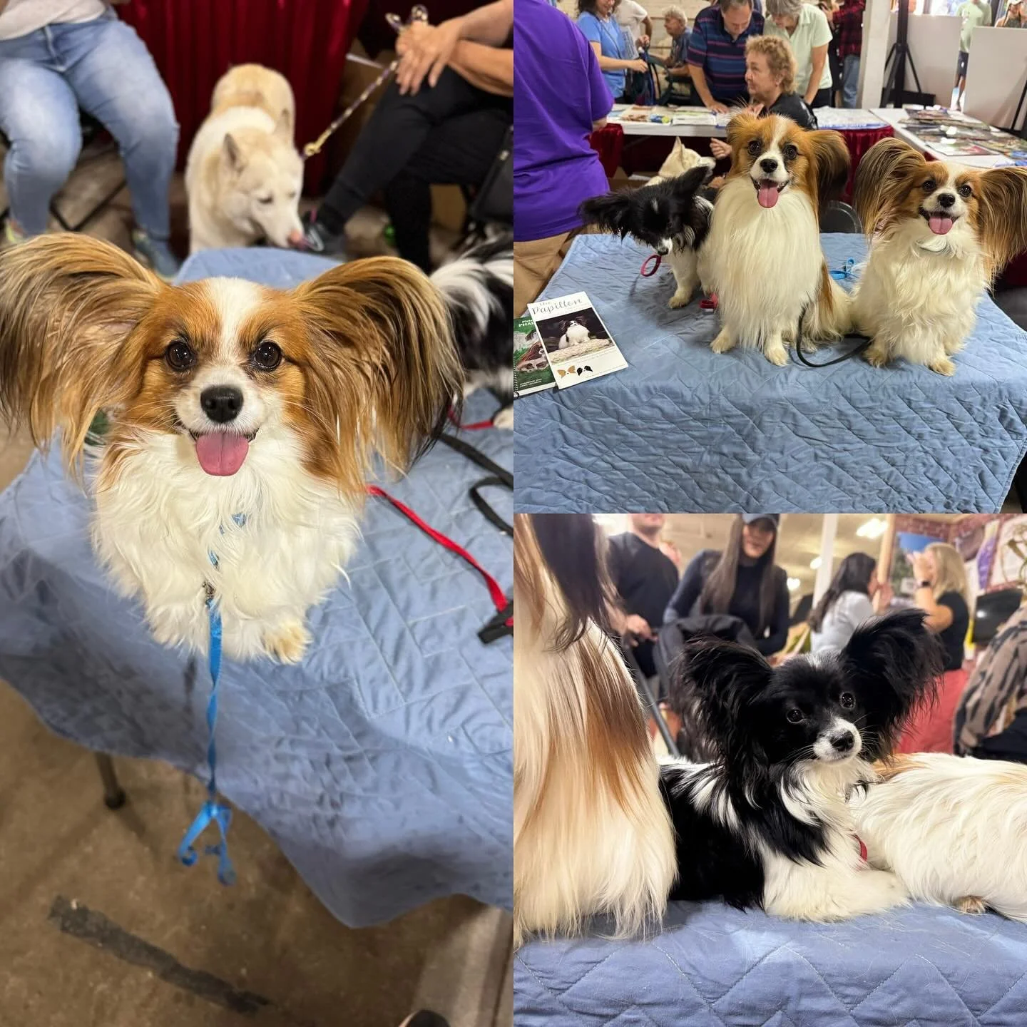 Did our part today to spread the good word of the Papillon, at meet the breeds at Big E. Tuike must have been petted and hugged by 500 children&hellip; #papillon #papillons #papillonsofinstagram #papillonlife #papillonlove #papillonpuppies #papillond