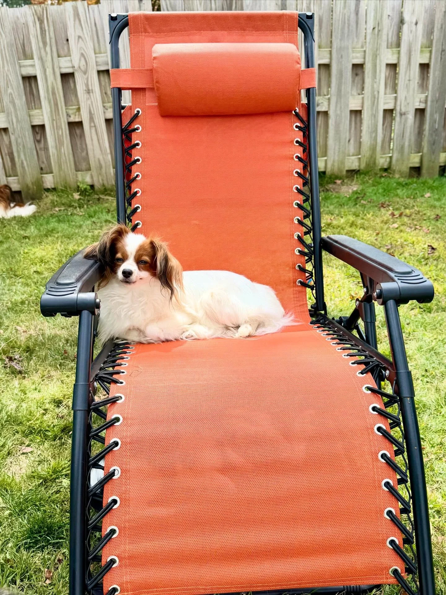 Just a babe enjoying a warm Sunday #papillon #papillons #papillonsofinstagram #papillonsofinsta #papillonlove #papillondog #papillonlife #puppylife #doglife #doglove #sablewings
