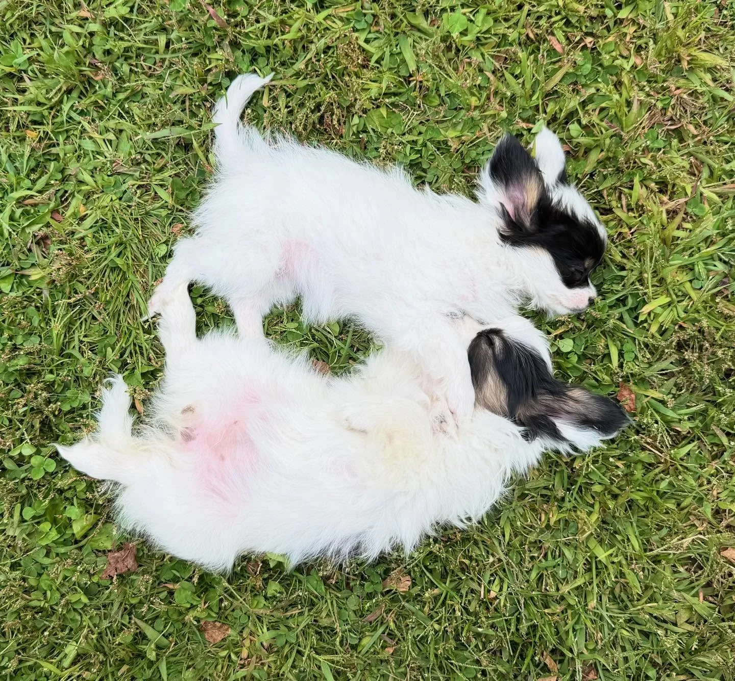 Babes #papillon #papillons #papillonsofinstagram #papillonsofinsta #papillonpuppy #papillonpower #papillonlife #papillonlove #papillondog #papillonpuppy #puppylove #sablewings
