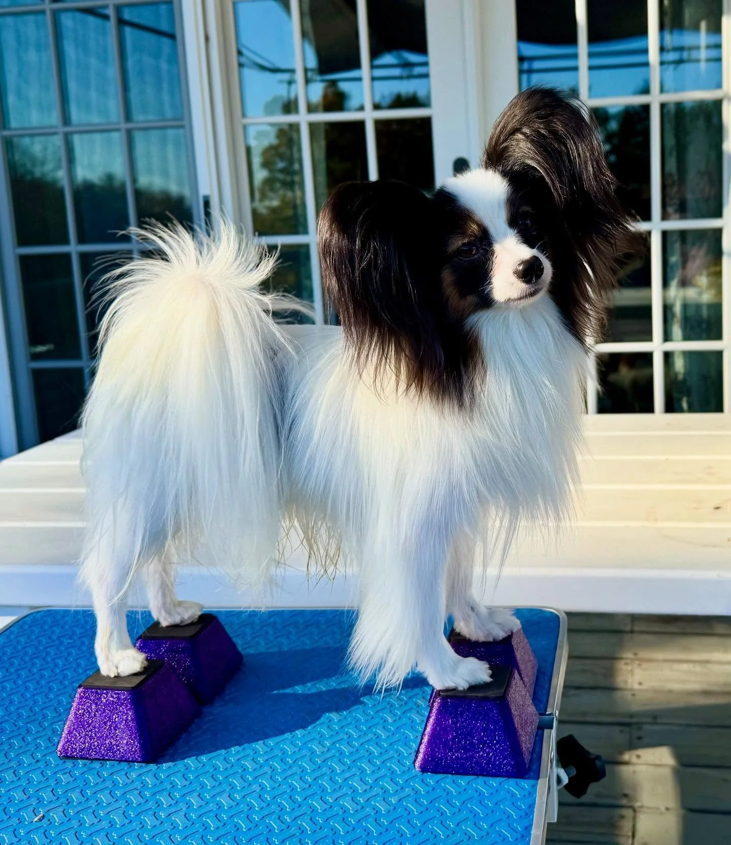 Legendo #papillon #papillons #papillonsofinstagram #papillonsofinsta #papillonlove #papillonlife #papillondog #papillonstagram #dogs #dogsofinstagram #sablewings