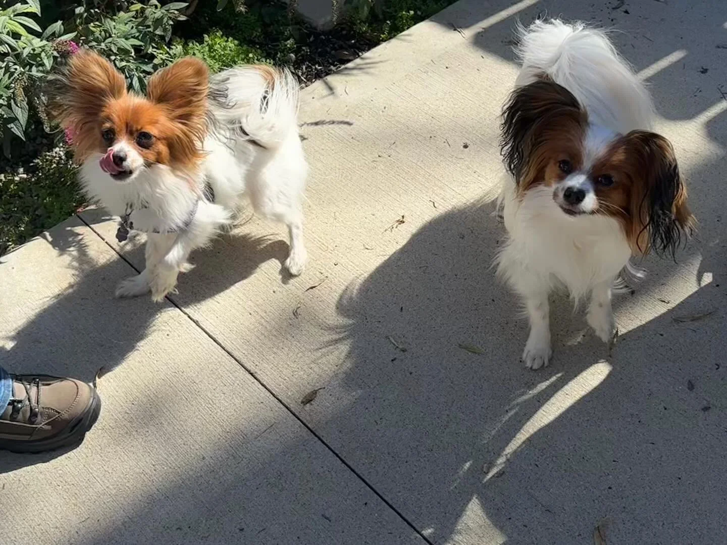 Imagine my shock to learn that two littermate sisters met up with their owners (both living across the country!!!) for a play date. I&rsquo;m so gobsmacked and delighted 😂 Dora and Beanie!!! #papillon #papillons #papillondog #papillonpuppy #papillon