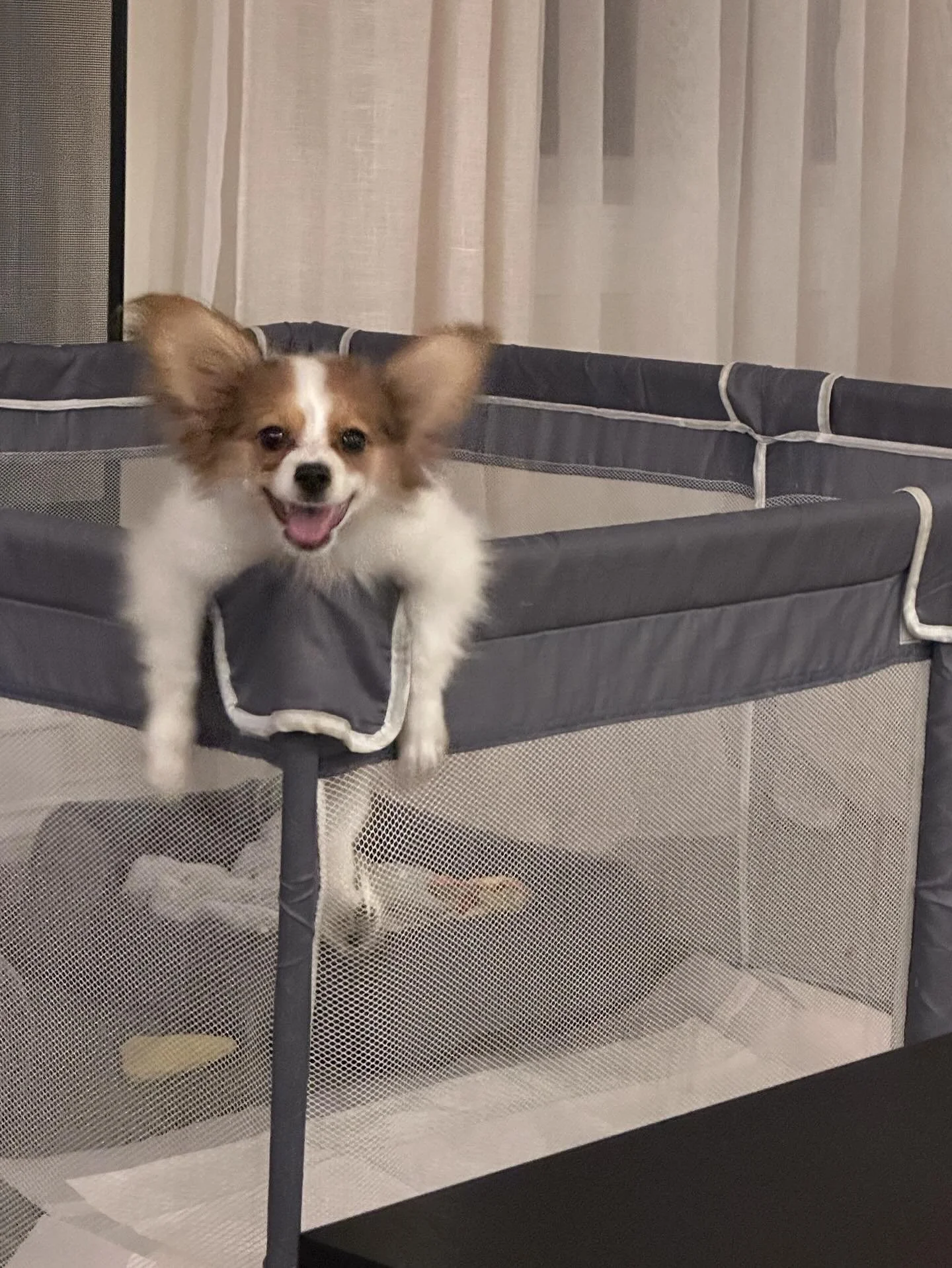 One of my Wish daughters escaping her pen at her family’s home 😂 I love the huge smile on her face #papillon #papillons #papillonsofinstagram #papillonsinsta #papillonlife #papillondog #papillonpuppies #puppiesofinstagram #puppiesofig #sablewi