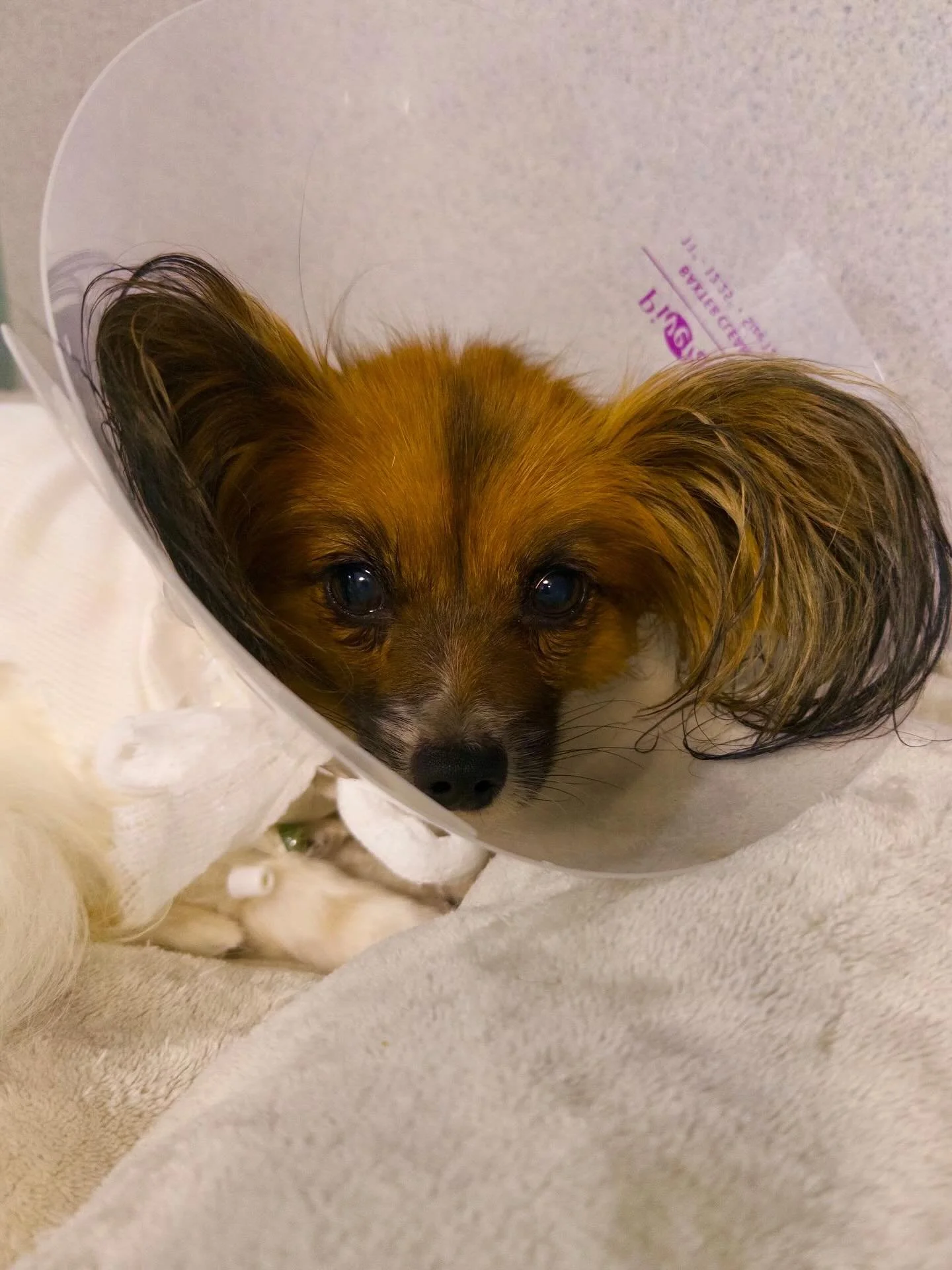 Some may remember Hazel, my premie born with a PDA who had a failed minimally invasive heart surgery two years ago (catheterization for those interested). Her heart medications had done a great job keeping her heart controlled up until a couple of mo