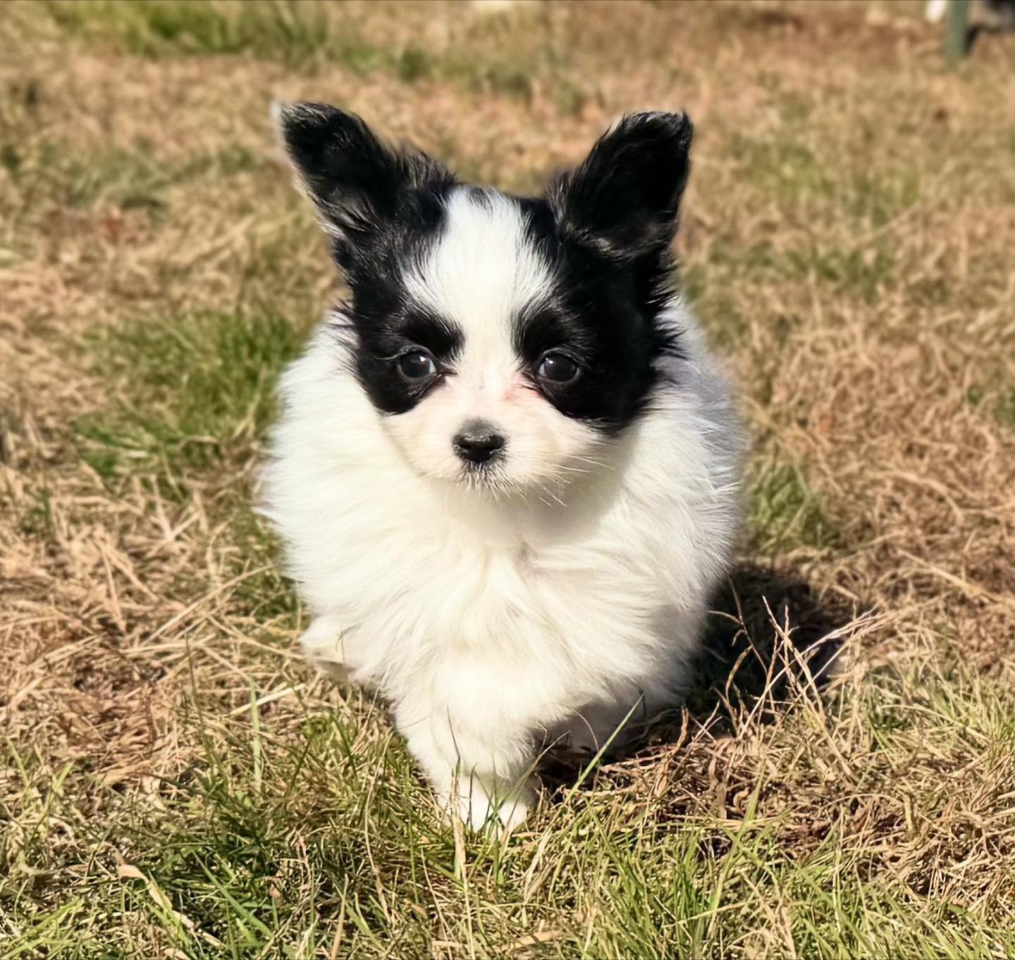 Some 8 week old children&hellip; all claimed by nice people 😊 #papillon #papillons #papillonlove #papillondogs #papillonpuppy #papillonlove #puppies #sablewings