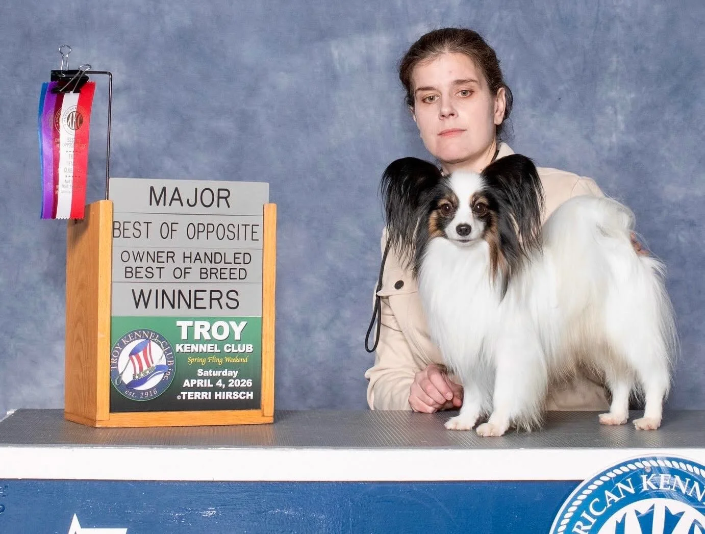 Legend went Best of Opposite on Sat 4/4 over some lovely and ranked specials for a 4 pt major. On Sunday he went BOW. #papillon #papillons