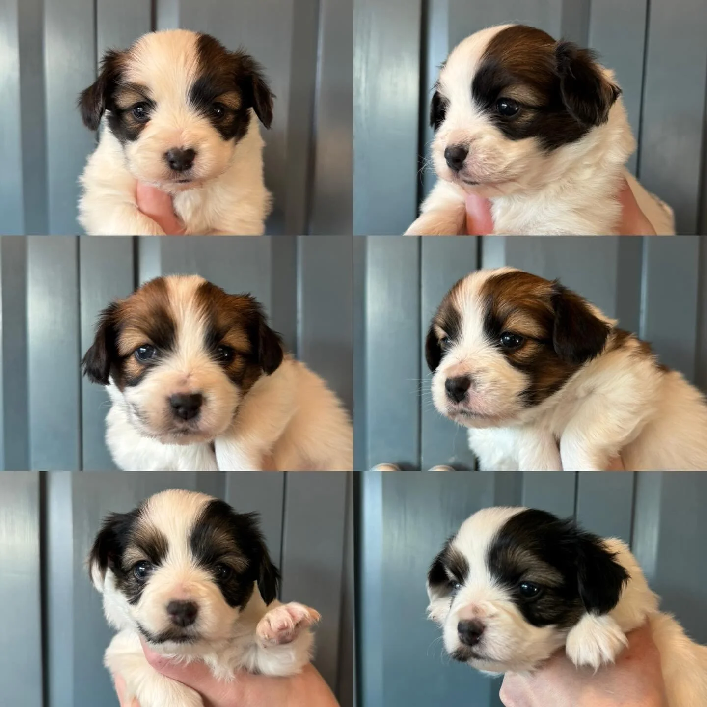 My little Nordy x Kimchi babies 🥰 ears are holding down so far but we have a long way to go&hellip; #papillon #papillons #phalene #papillonpuppies #puppylove