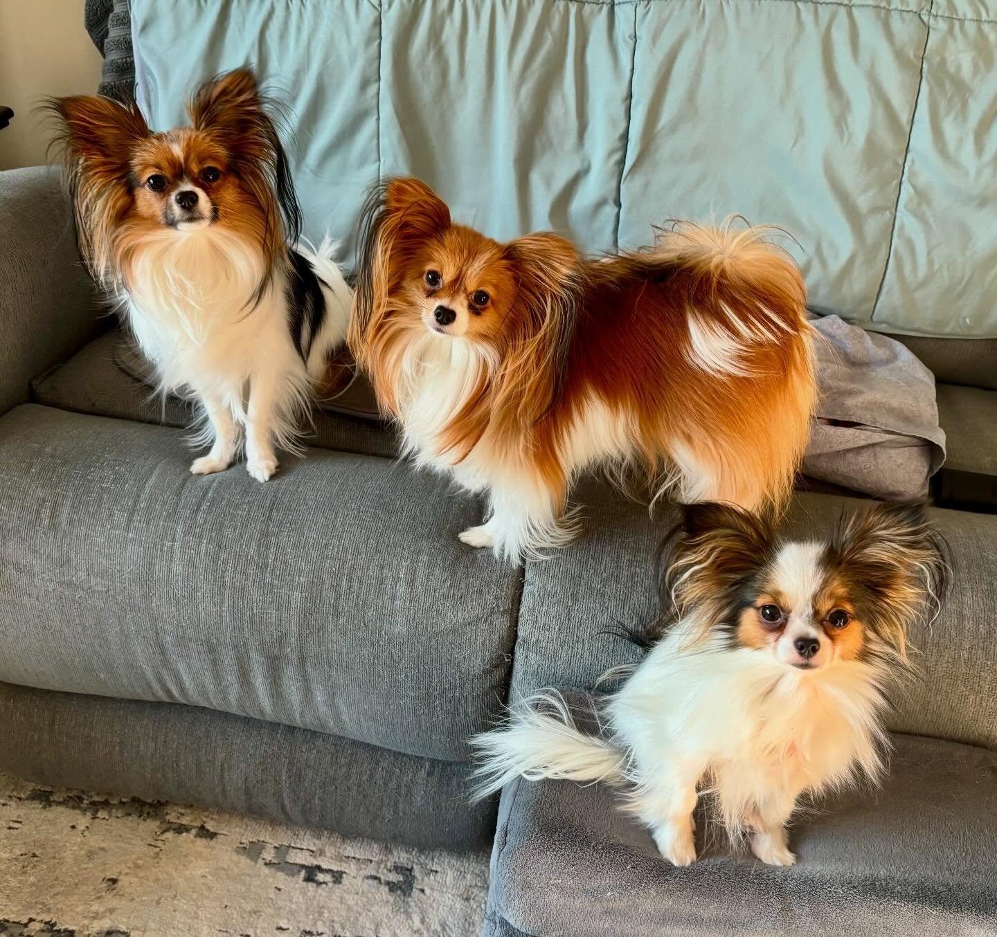 Ethel, Lucy and Bonnie at Cindy and Nancy&rsquo;s :) #papillon #papillons #papillonlove #papillonlife #dogsofinstagram
