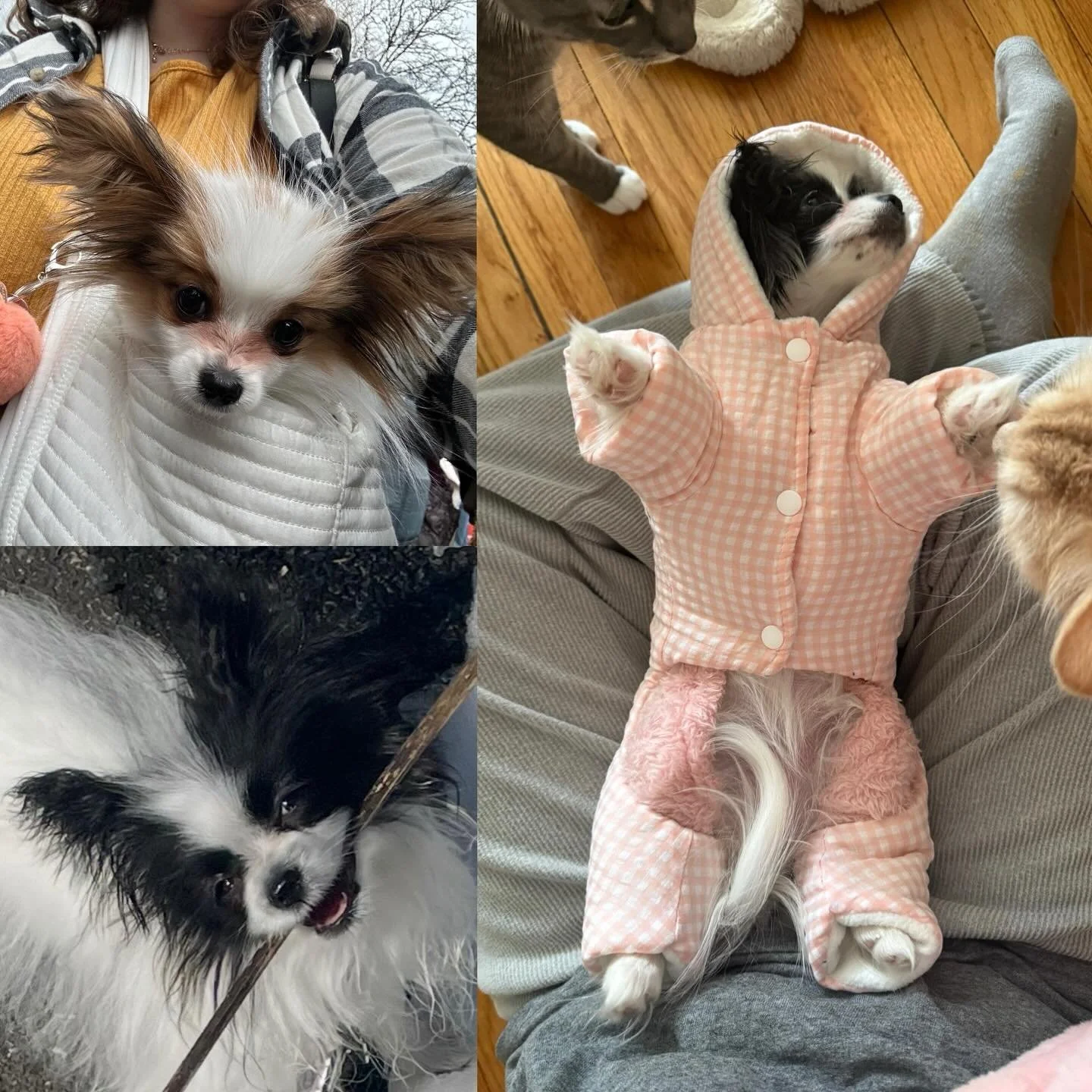 Peach, Nabi and Louis from Amarillo x Chanty litter, looking so cute #papillon #papillons #papillonlove #puppiesofinstagram #puppylife