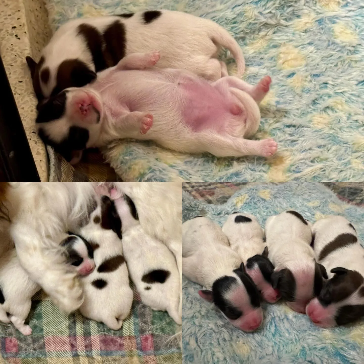 Kimchi&rsquo;s litter was born one week ago today :) 3 boys and 1 girl. Unfortunately one boy never quite transitioned to thriving and passed after two days. The other three are chunky and active! #papillon #papillons #phalene #papillonlove #sablewin