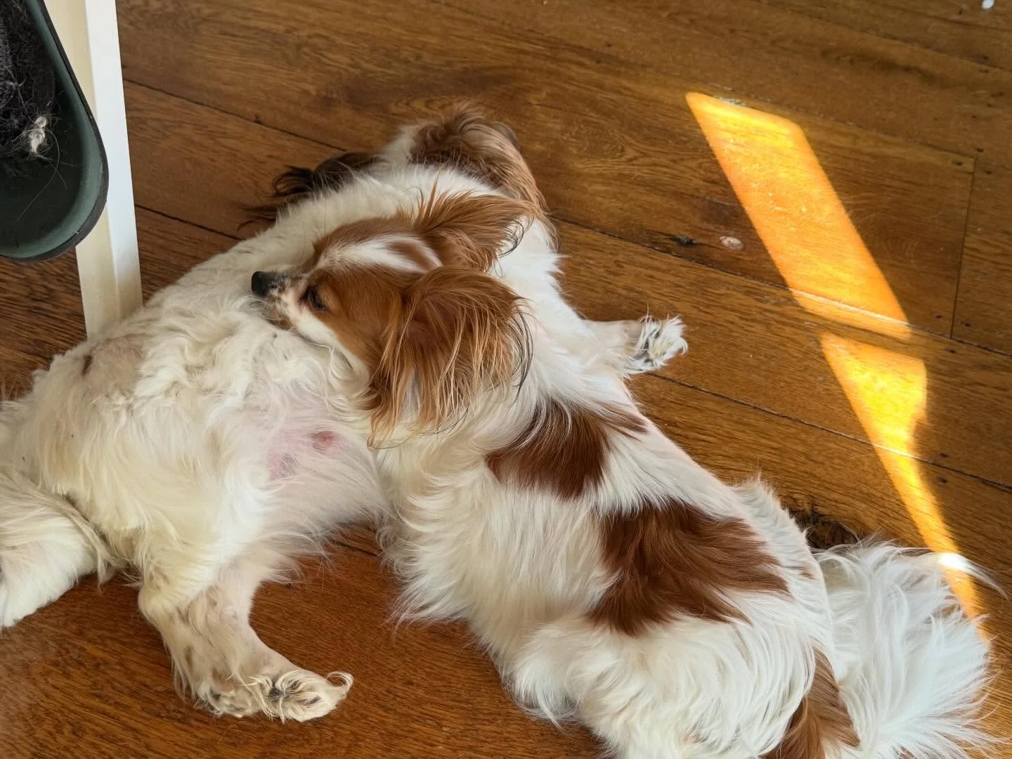 Wish giving her best friend and half sister Kimchi comfort in the last days of Kimchi&rsquo;s pregnancy. Kimchi is very large and very uncomfortable&hellip; I think she will whelp overnight based on her behavior and temp drop just now 🤞 I&rsquo;m ve