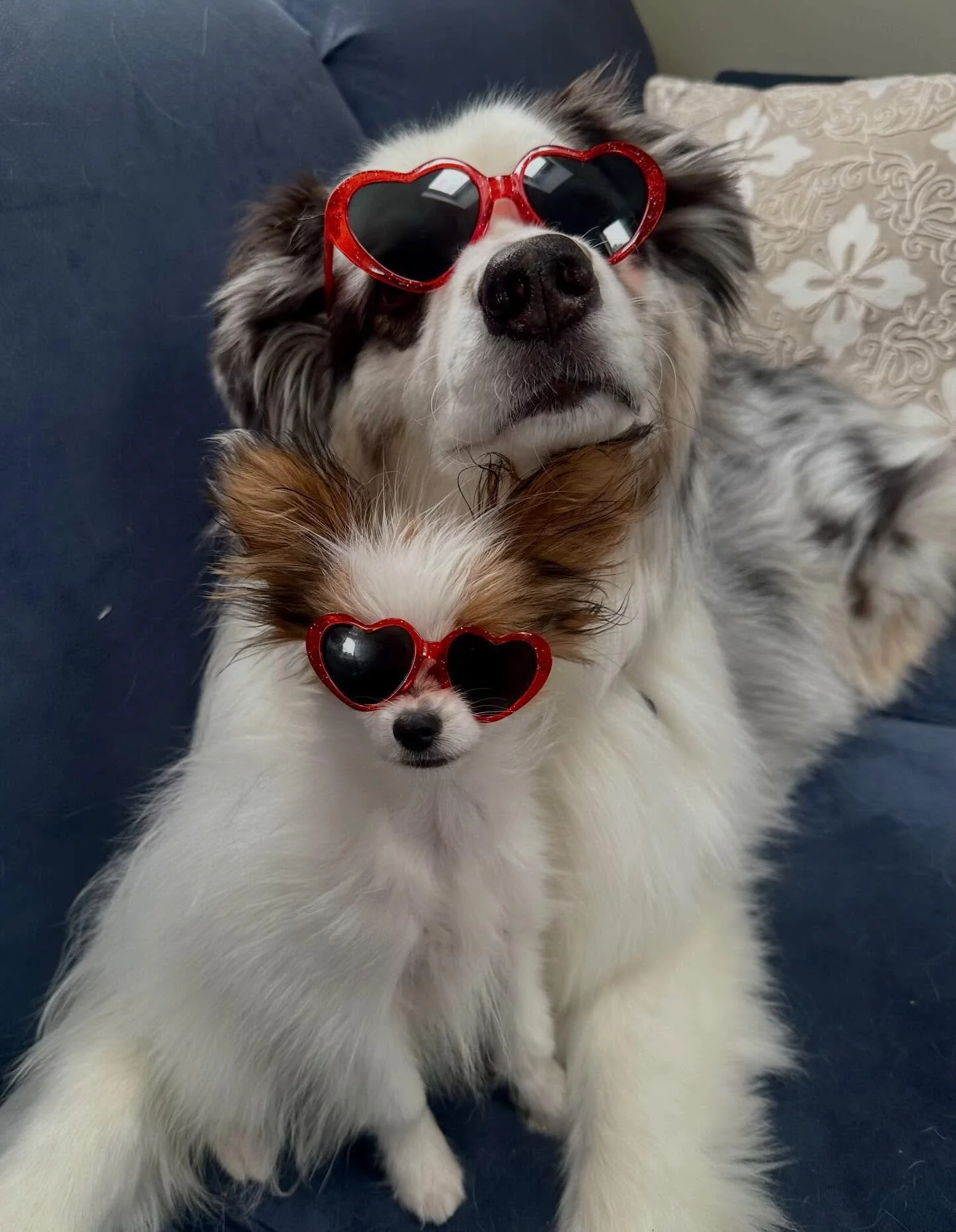 Peach and Noah on Valentine&rsquo;s Day 😂 thank you Julia you psycho 💞 #paillon #papillons #papillonlove #puppylove #doglife