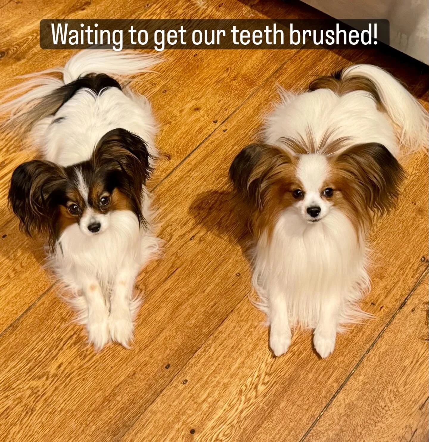 #papillon #papillonlife #doglove #dogsofinstagram #puppylife