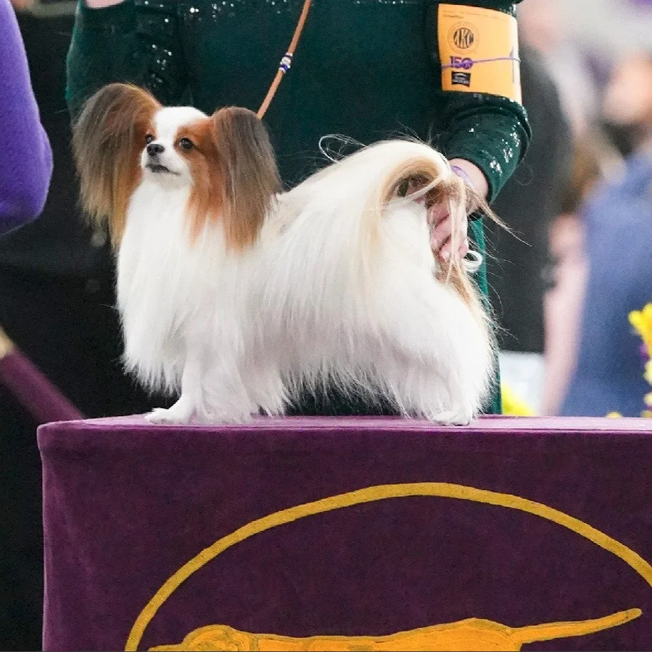 Had a fun time showing Amarillo at Westminster 2026 this past week!! He enjoyed himself more than I hoped he would. 😊 #papillon #papillonlife #showdog #doglove #papillonlove