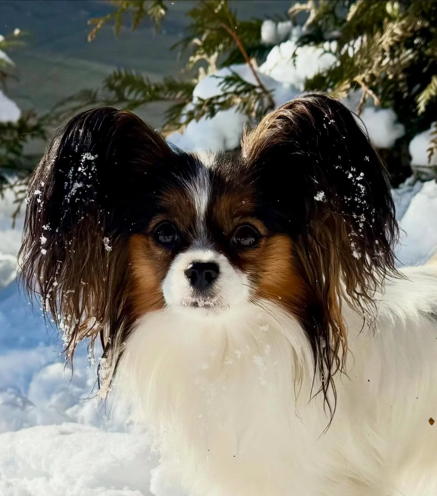 Pallu and Sophy #papillon #papillonlove #doglife #dogsofinstagram #doglovers