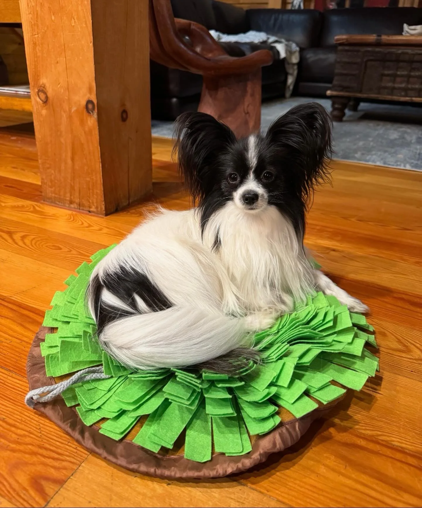 Here is Miss Sadie, from Amarillo x Chanty last year. I kept her sister Sophy #papillon #papillons #papillonlove #puppiesofinstagram #puppylove