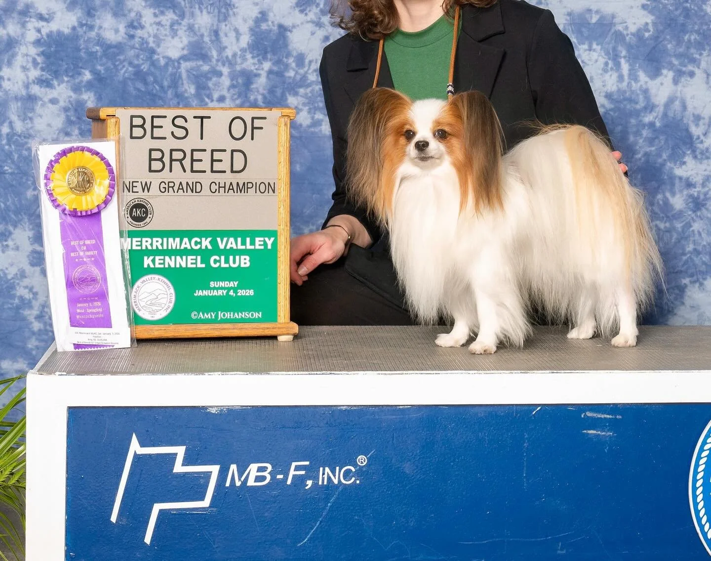 Saturday Jan 3, Amarillo went Best of Breed and made the cut in regular toy group. He also finished his grand champion title. :) #papillon #papillons #papillonsofinstagram #papillondog #showdog