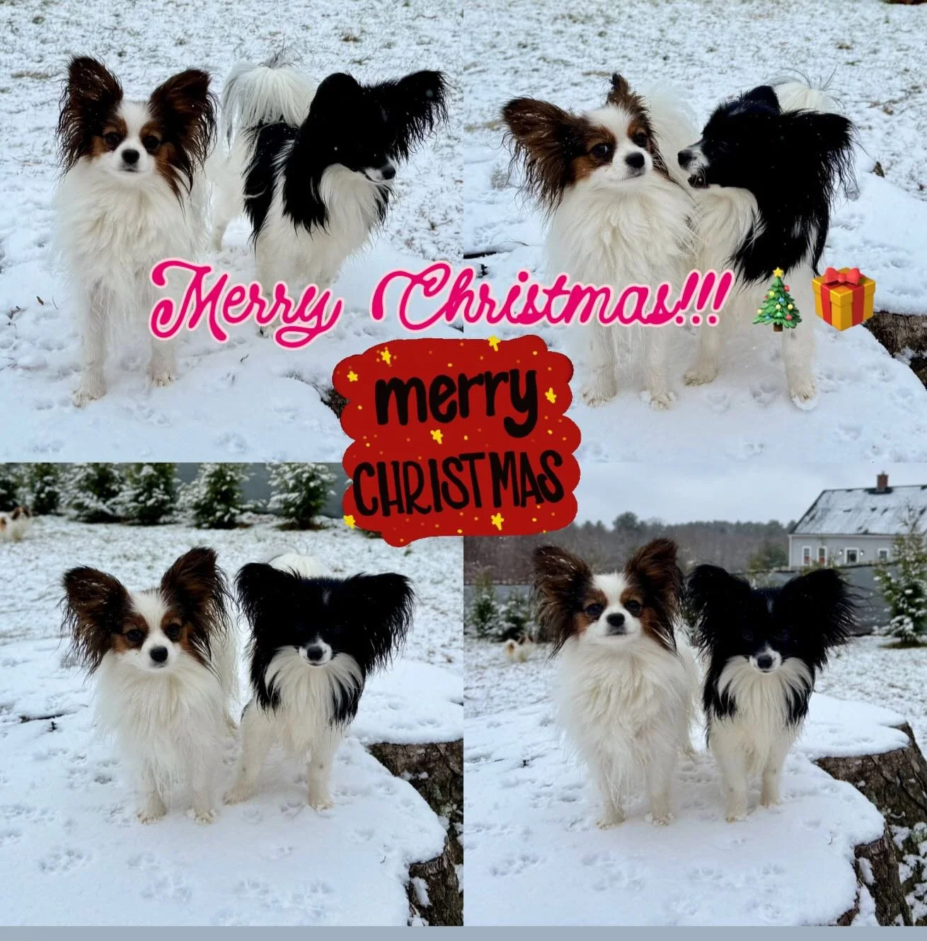 Thank you for all of the cute Christmas cards and Papillon texts from all my wonderful kids and their families 😊 Merry Christmas to you too!! #sablewings