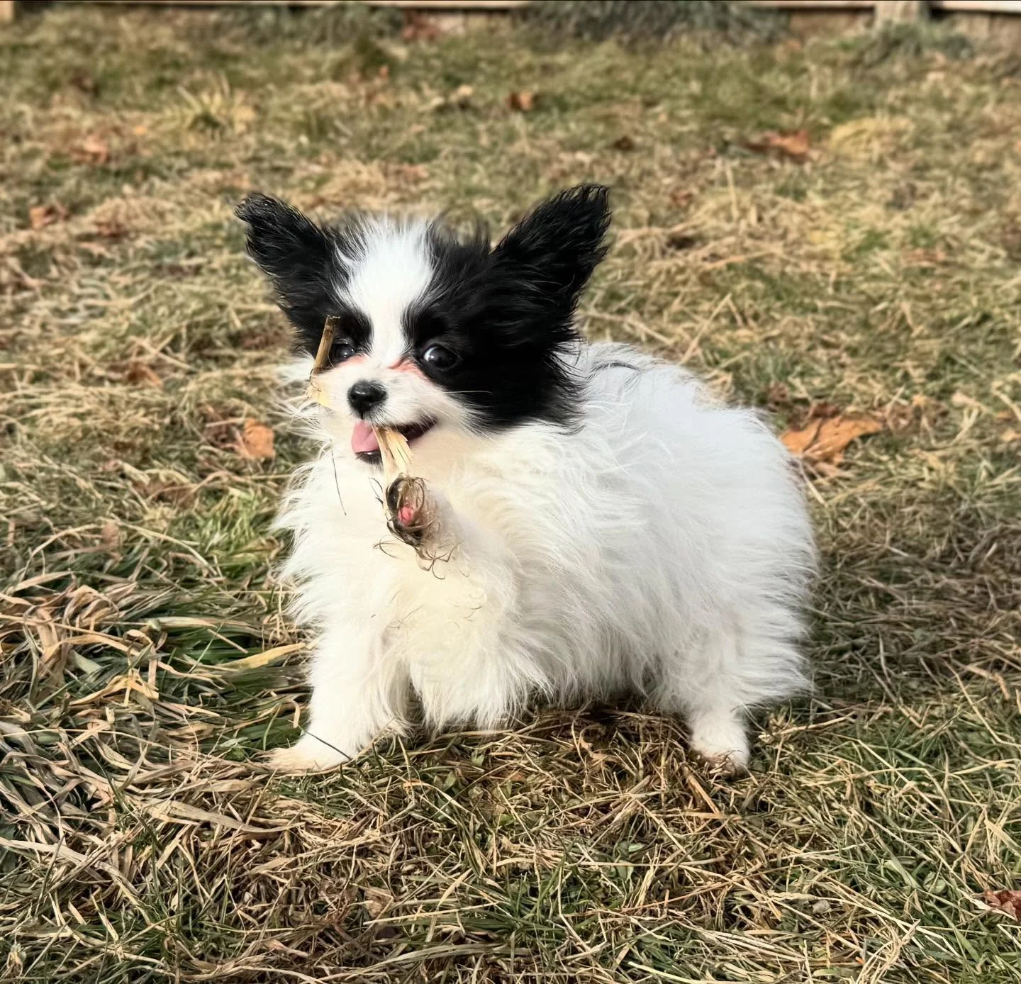 Here&rsquo;s Louis! Leaving next week :) I know I am behind on emails, if anyone checks this. I will get back to you! I will not have any litters I think until Spring #papillon #papillons #papillonsofinstagram #papillonlife #papillonlove