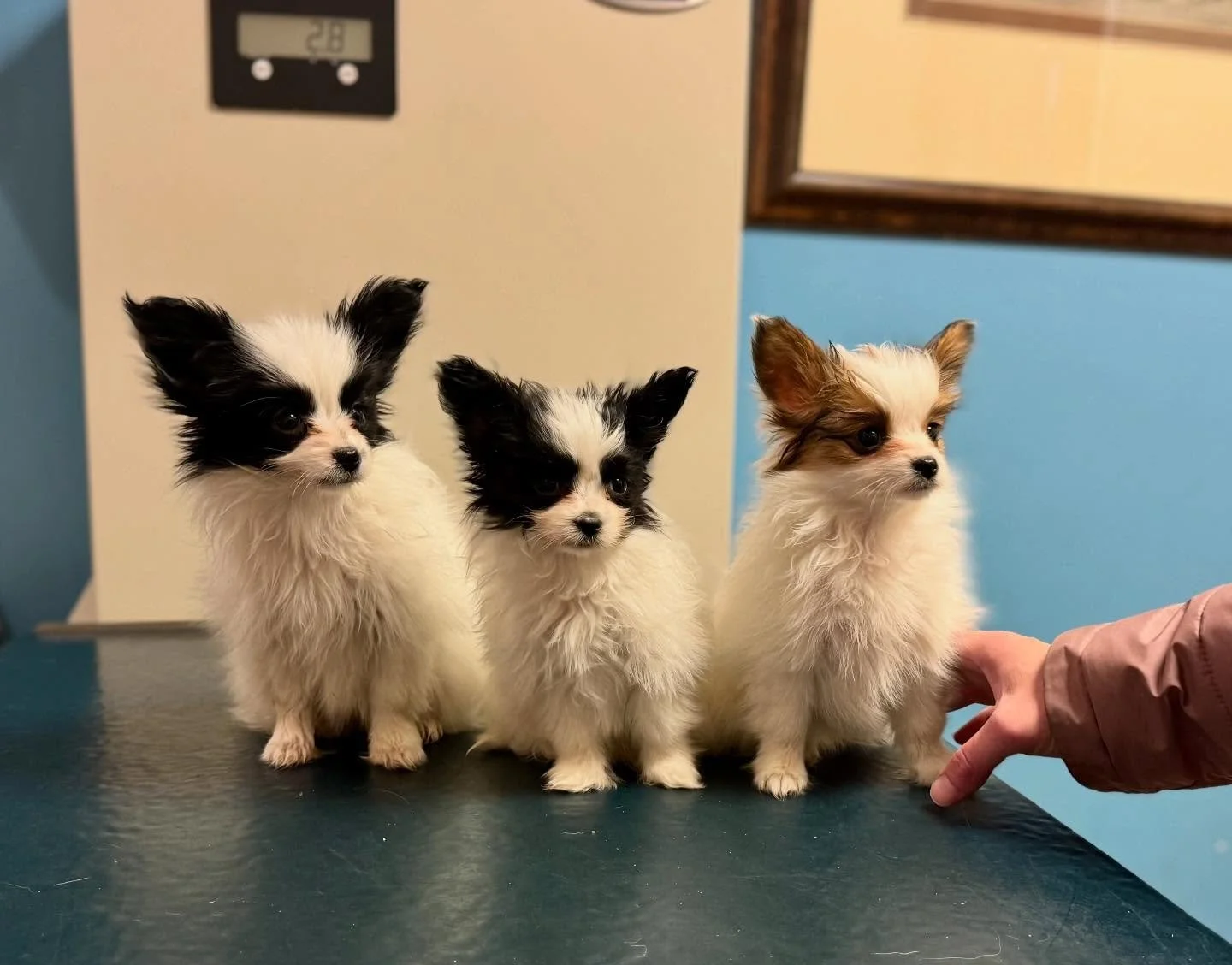 Post-Thanksgiving vet visit :) All well #papillon #papillons #papillondog #papillonlove #papillonpuppies #papillonworldwide #puppylove #puppiesofinstagram #puppygram #sablewings