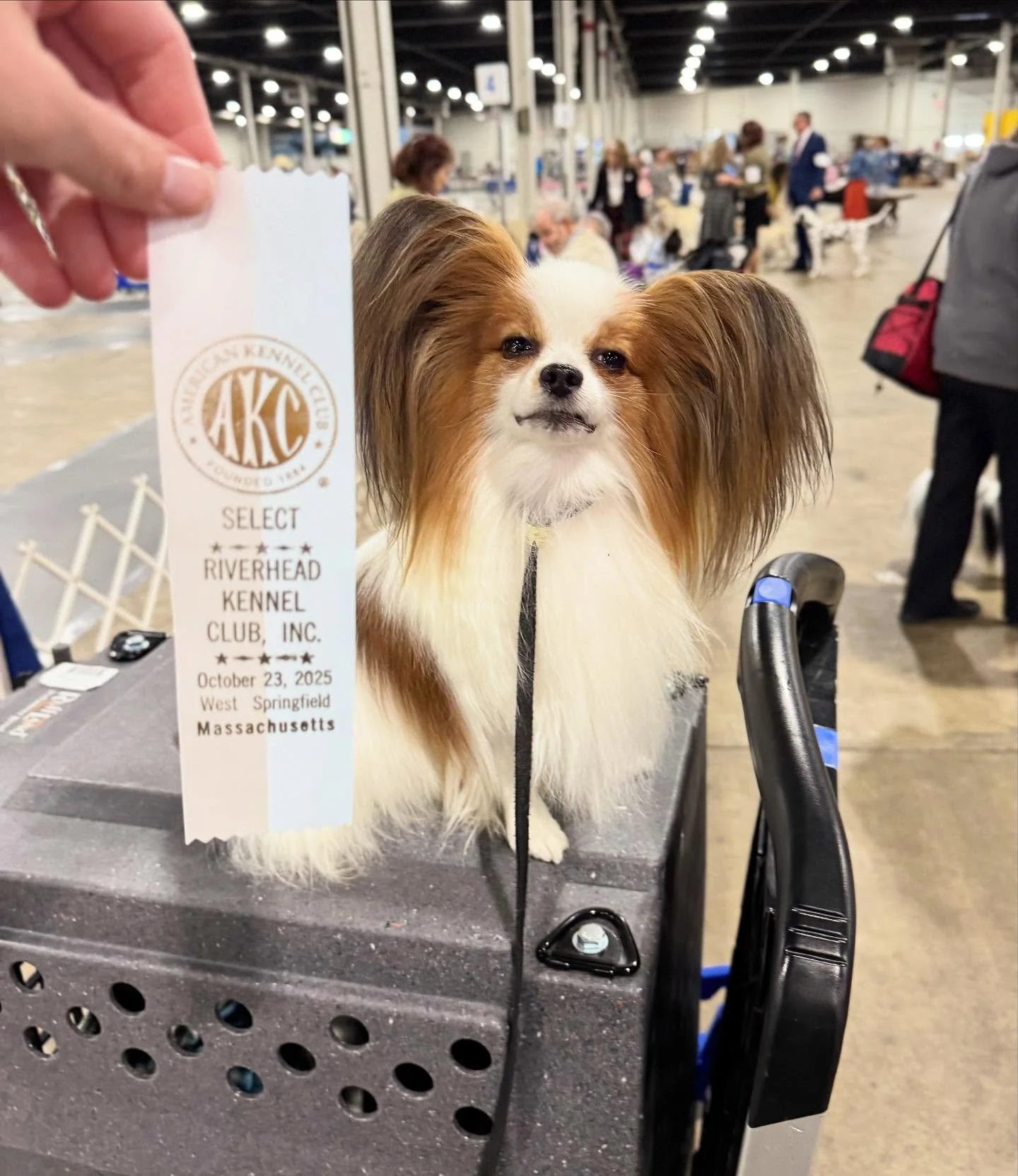 Good show weekend - we showed Thur, Fri and Sat in Springfield MA with Amarillo going Select twice and his daughter Pallu going winners bitch. Amarillo just needs a few points to his grand championship 😊 #papillon #papillons #papillondog #papillonli