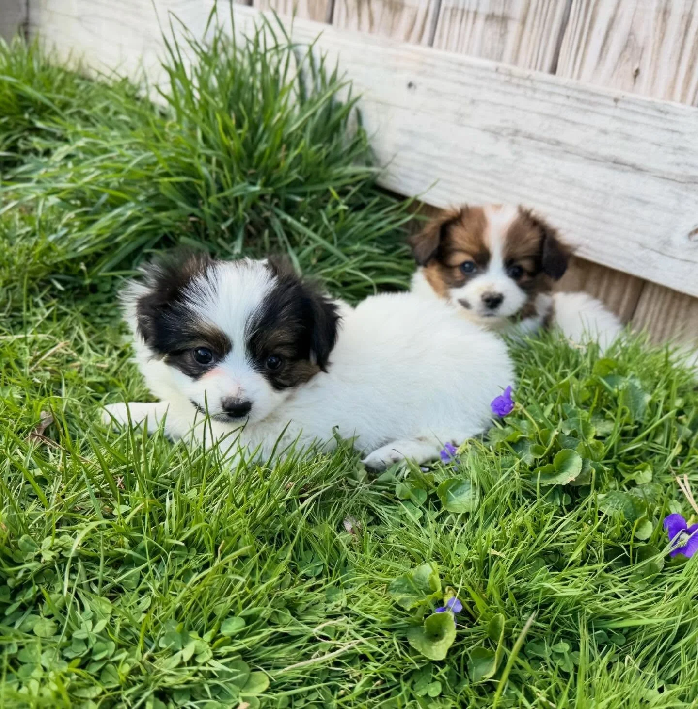 Springtime puppies 🦋 #papillon #phalene #papillonlove #puppylife #puppylove y