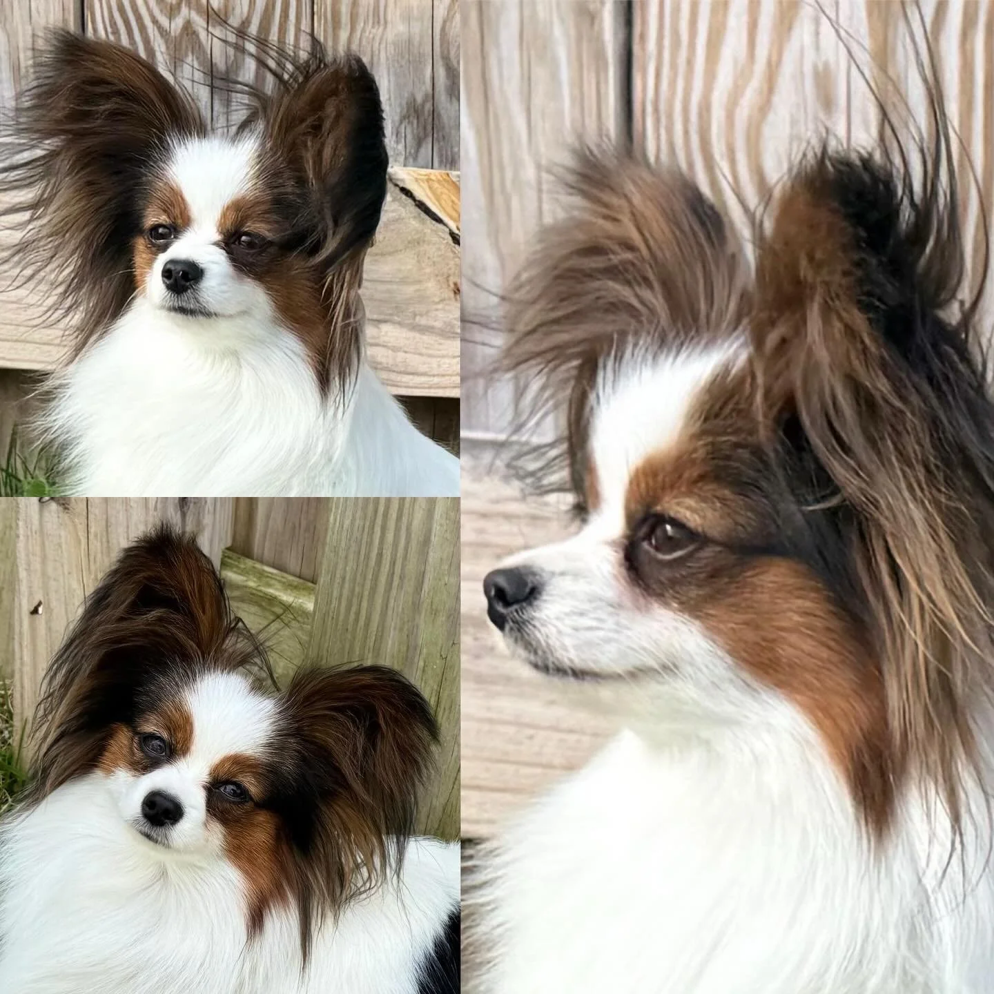 Sophy #papillon #papillons #papillonlove #papillonlife #puppylove