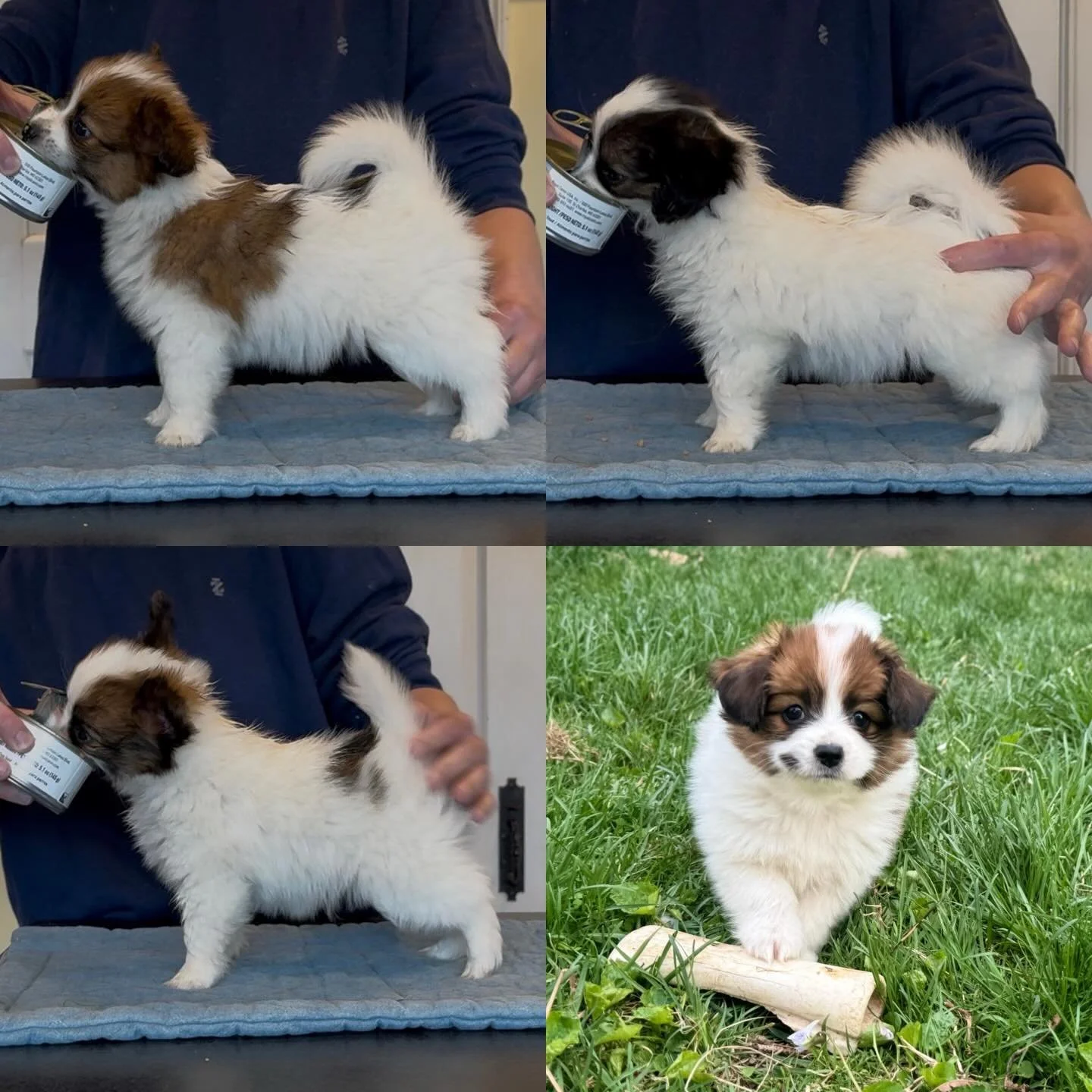 7.5 week old stacks for the Kimchi x Nordy babies :) Girl (upper right) may become available. Her ear-set is not quite low enough, which is what I&rsquo;m looking for&hellip; Only the upper left boy got it. I will have to roll the dice again :) #papi
