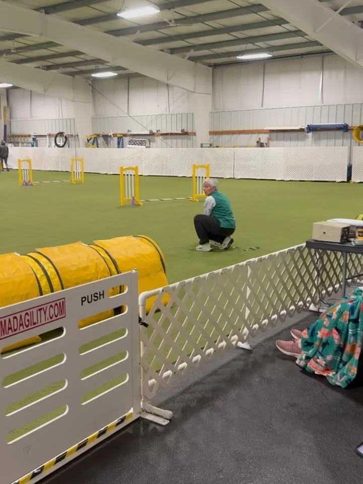 Went to watch my friend Sue run Daisy at UKI agility. Daisy is out of Sunshine and Tito. Our friends Cindy and Nancy who own Daisy&rsquo;s sister also came to watch! And meet puppies :) Fun day and congratulations Sue and Daisy on your pretty run! #p