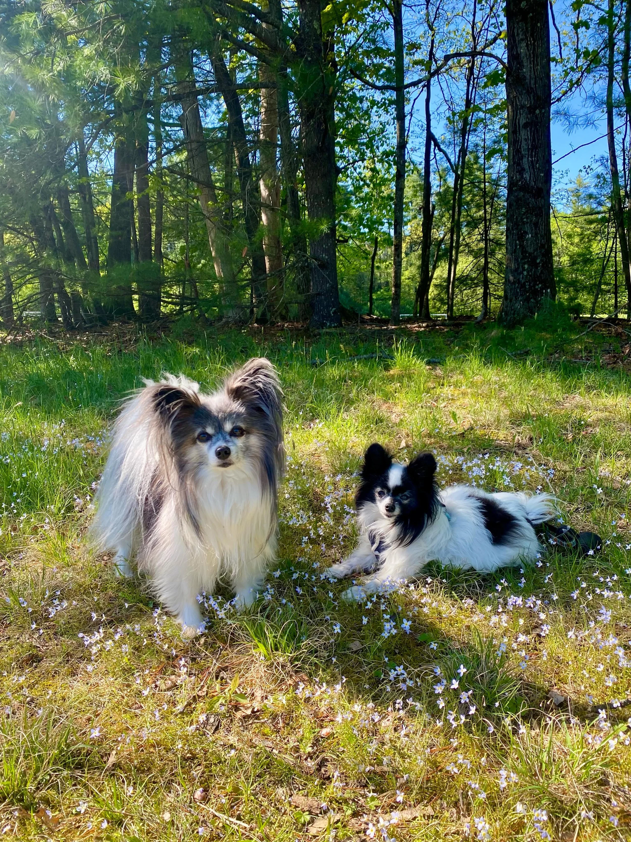 Merlin (formerly Kiwi) and Marcel, celebrating Merlin&rsquo;s gotchaversary 🥳 #papillon #papillons #papillonlove #gotchaversary #doglife