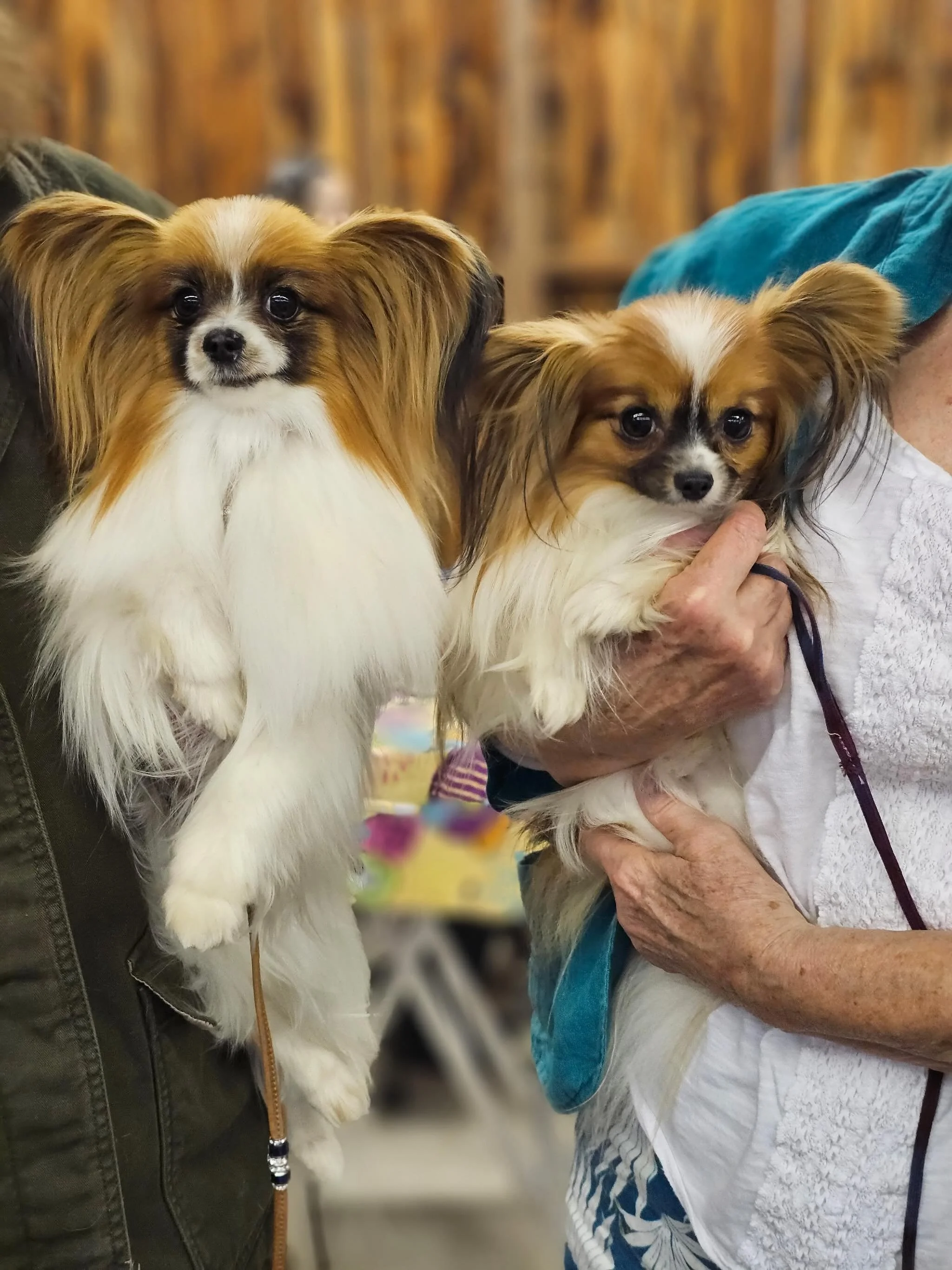 How cute are these two? At a show today and took a picture with Nimue and another breeder&rsquo;s little look alike Merv (not sure I spelled that right 😂) #papillon #papillons #papillonlove #papillonlife #puppylife