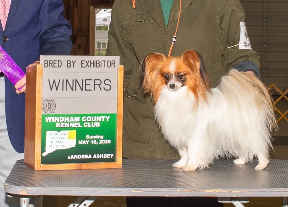 Nimue&rsquo;s win pic from this past show weekend 😊 

Deanna&rsquo;s America Legend &ldquo;Legend&rdquo; went BOW Fri and Sat for 4 points; he needs 2 singles to finish

And then Sablewings Sea Witch &ldquo;Nimue&rdquo; went WB Sunday for her first 