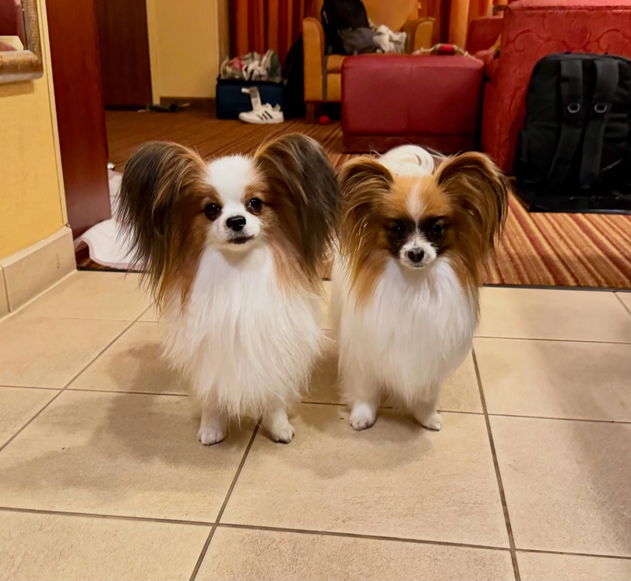 Last evening at the PCA National Speciality 2026 🦋 Norman Ok #papillon #papillons #papillonlove #papillonlife #papillondog