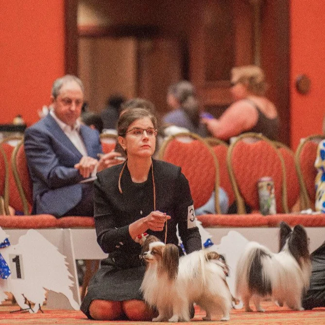 Amarillo judging under Mr Glenn Robb at the PCA National Specialty 2026. We are tired

#papillon #papillons #papillonlove
