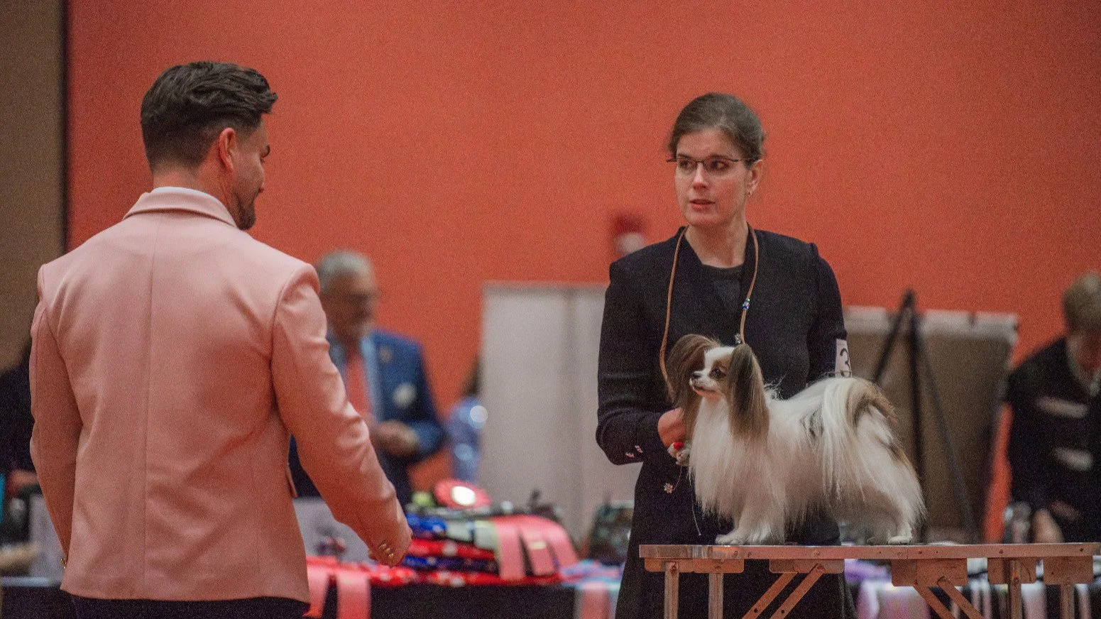 Amarillo judging under Mr Glenn Robb at the PCA National Specialty 2026. He made the first cut

#papillon #papillons #papillonlove