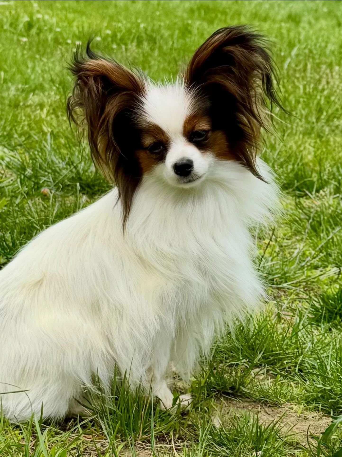 Miss Sophy (Amarillo x Chantal) #papillon #papillons #papillonlove #papillonlife #dogslovers