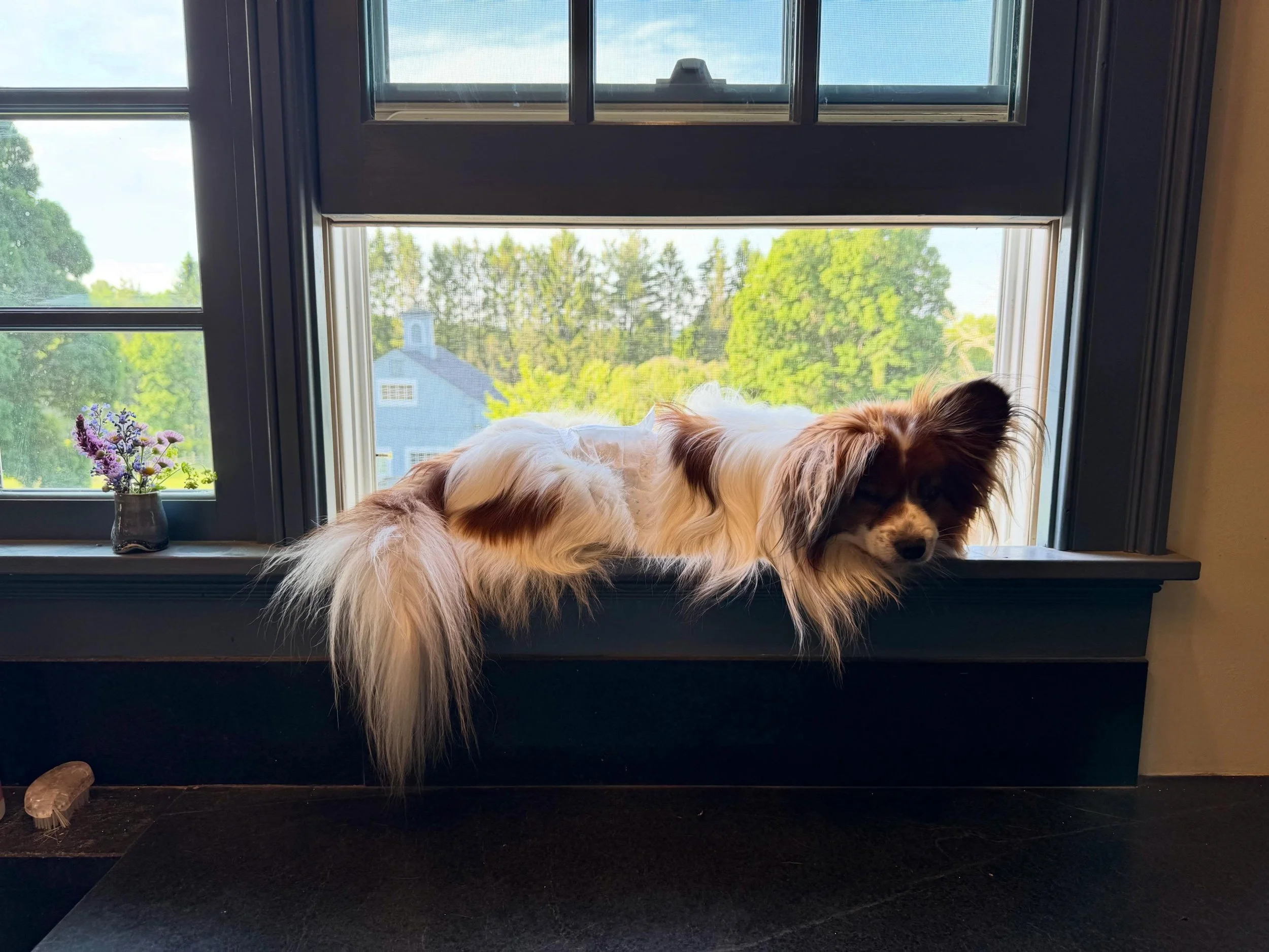 My cat Miko #papillon #papillons #doglove #doggo