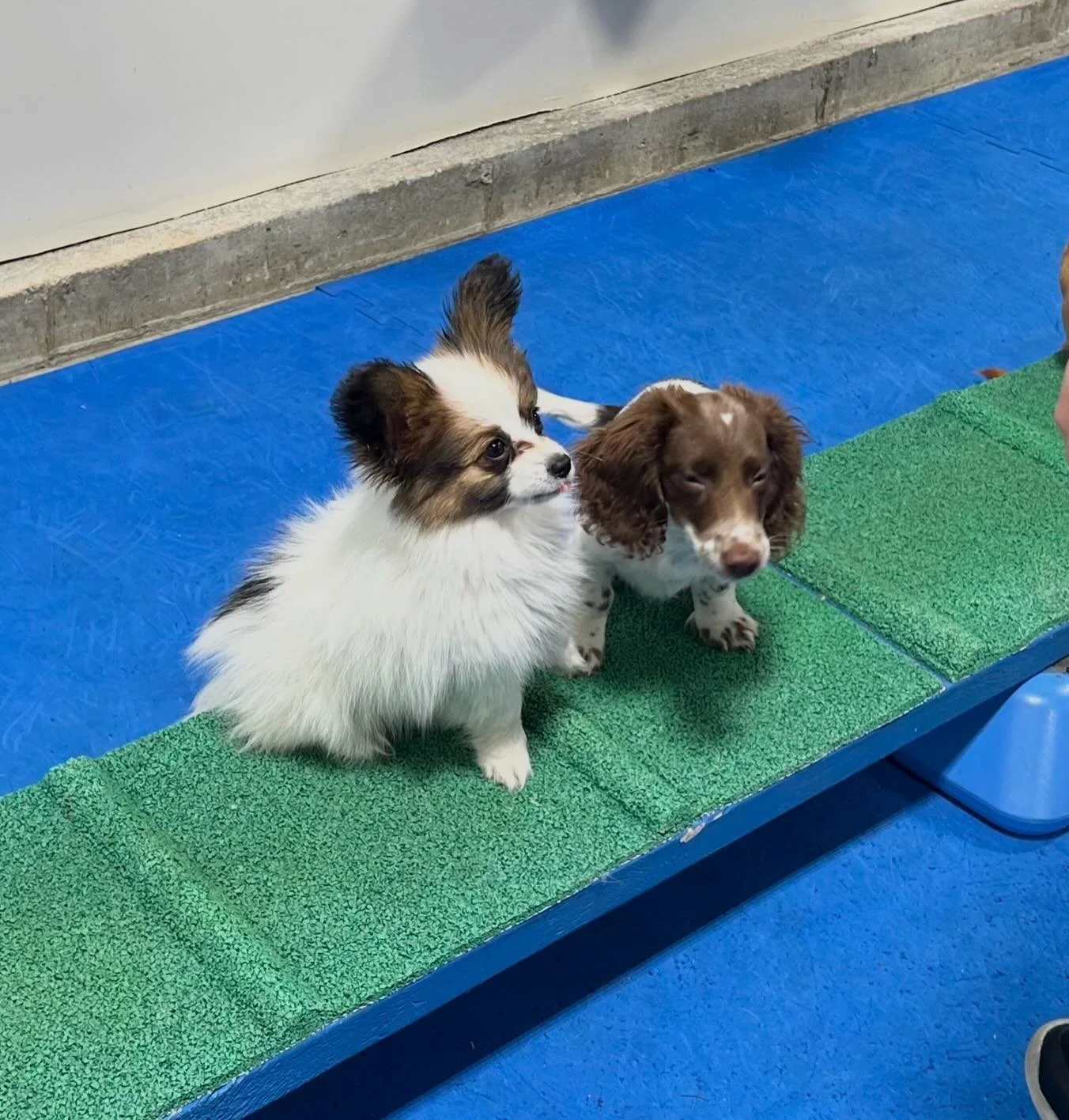 Jack and his friend in beginner baby agility. Jack is Kimchi x Nordy 💜 #papillon #papillons #papillonlove #papillonlife #sablewings