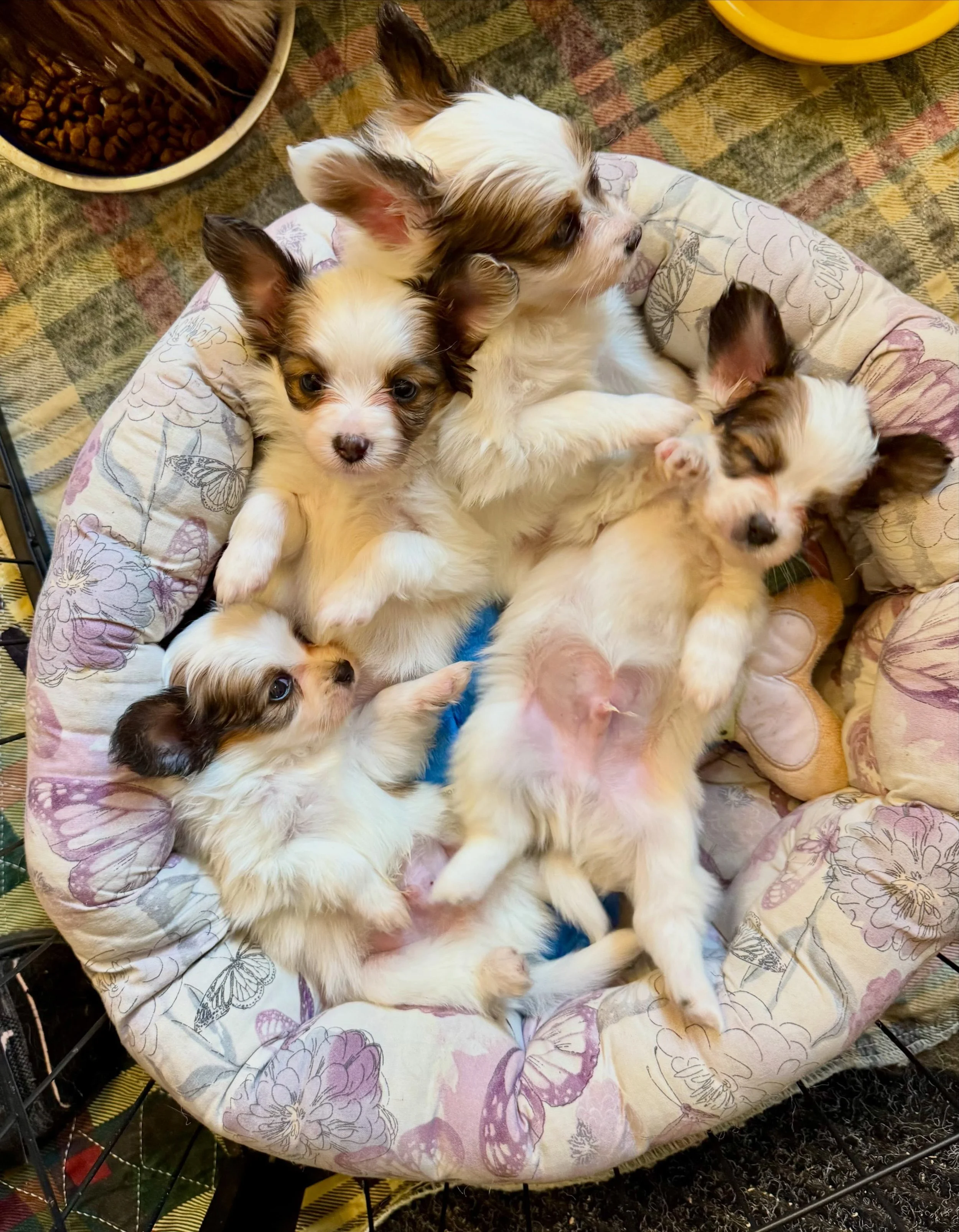 Just a pile of boys 🐷 🐷 🐷 🐷 #papillon #papillons #papillonpuppies #puppiesofig #puppylife