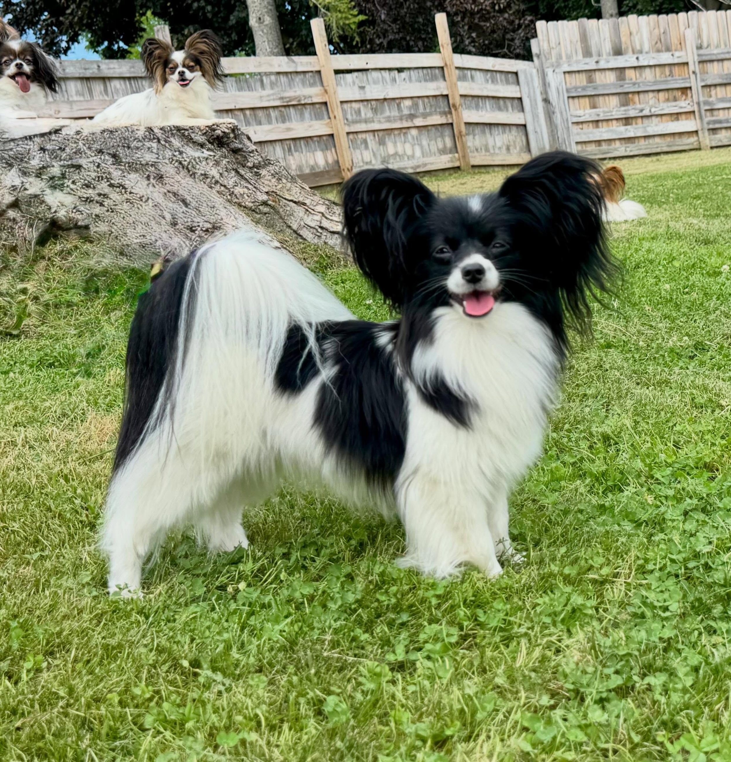 Grazyna vom Schwabenhof &ldquo;Halina&rdquo; #papillon #papillons #papillonsofinstagram #dog #doglife