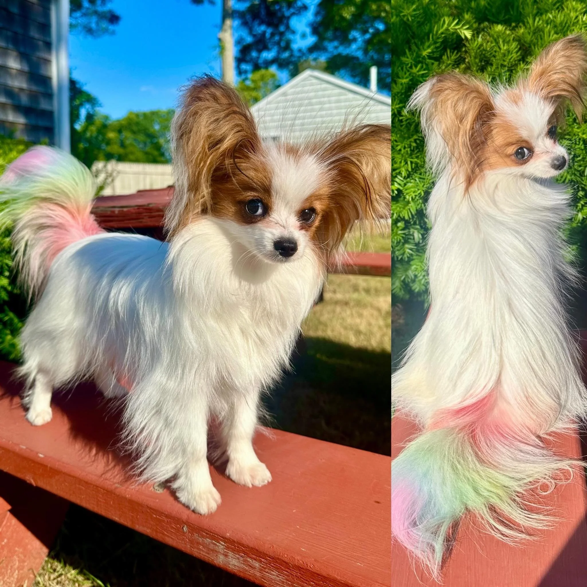 She got even cuter!!! #papillon #papillons #papillonlove #papillonlife #pupper