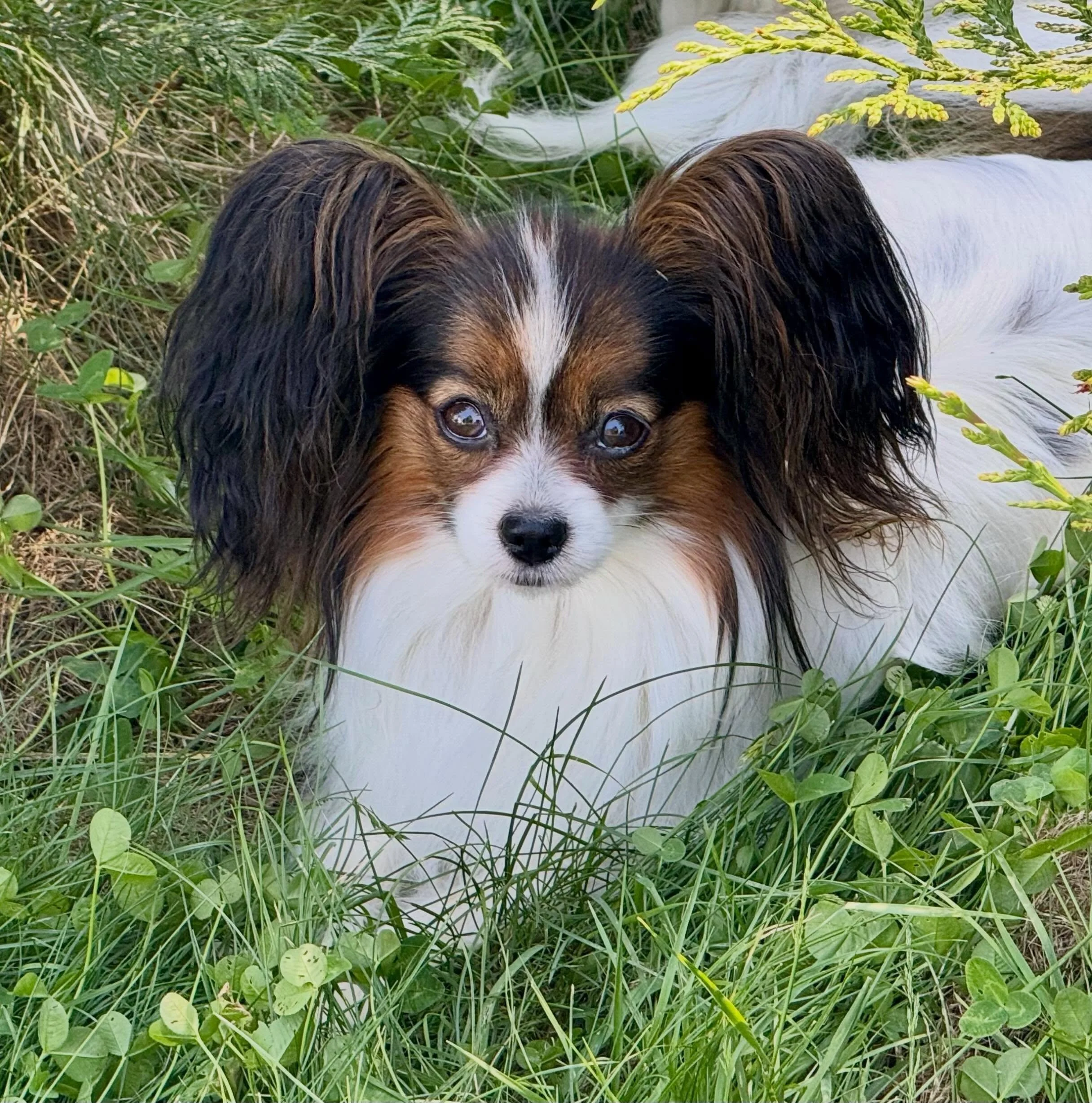 Miss Pallu - Amarillo x Sunshine #papillon #papillons #papillonlove #papillonlife #doggo