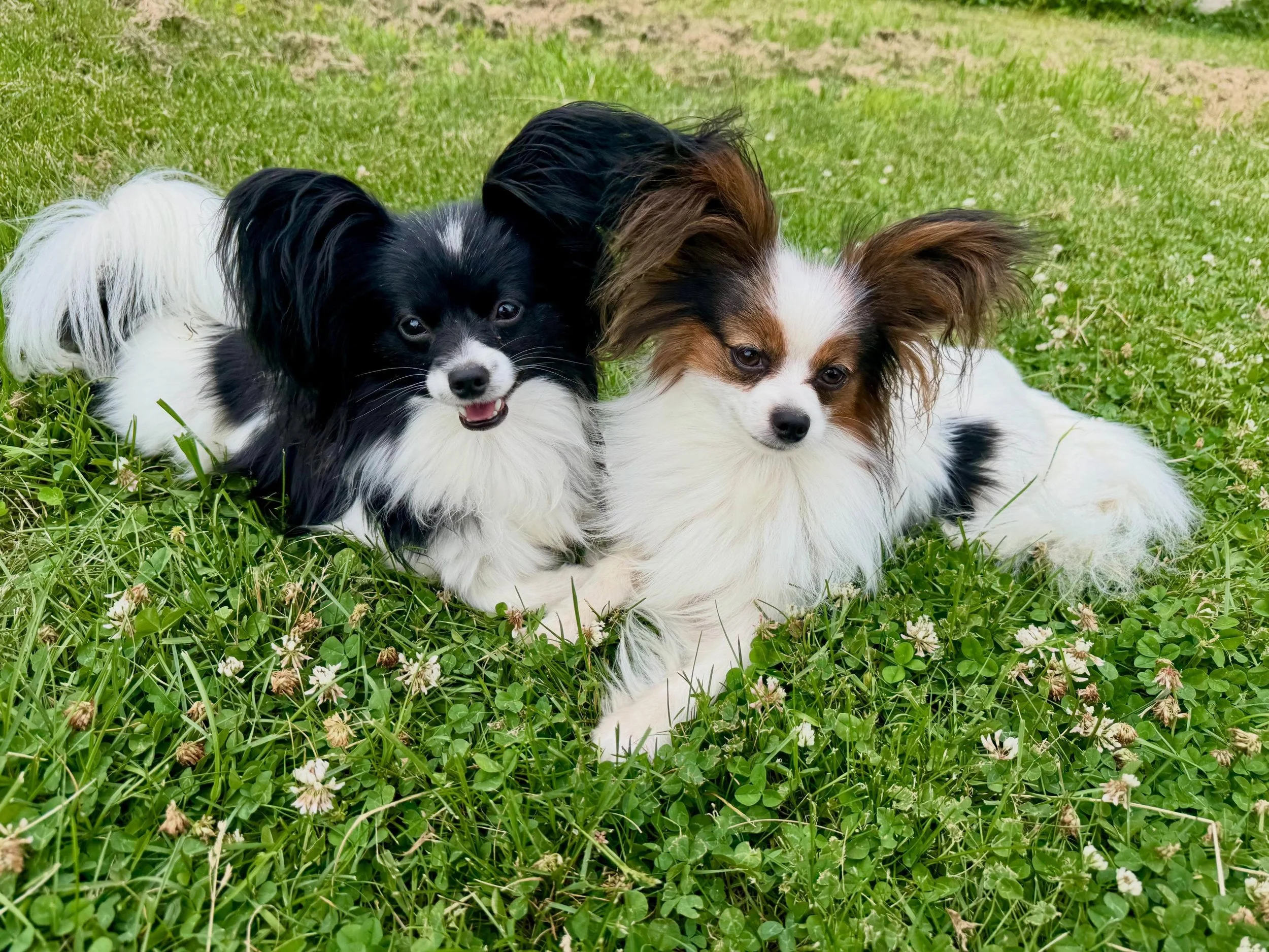 Besties!! #papillon #papillons #papillonlove #doglife #dogsofinstagram