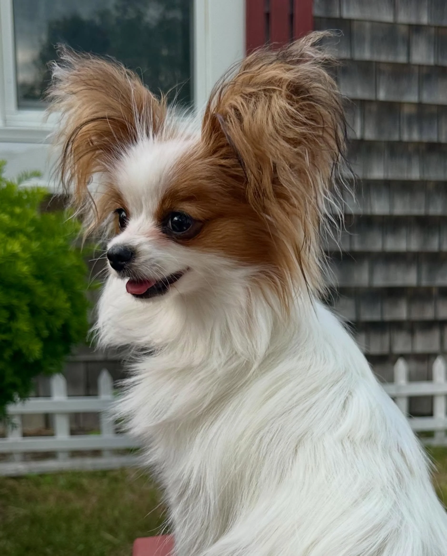 Miss Peach (Amarillo x Chanty)&hellip; looking suspiciously like Amarillo himself #papillon #papillons #papillonsofinstagram #papillonlife #dogsofinstagram