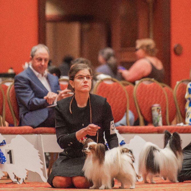 Amarillo judging under Mr Glenn Robb at the PCA National Specialty 2026. We are tired

#papillon #papillons #papillonlove