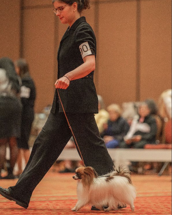 Miss Nimue judging under Mr Glenn Robb at the PCA National Specialty 2026

#papillon #papillons #papillonlove