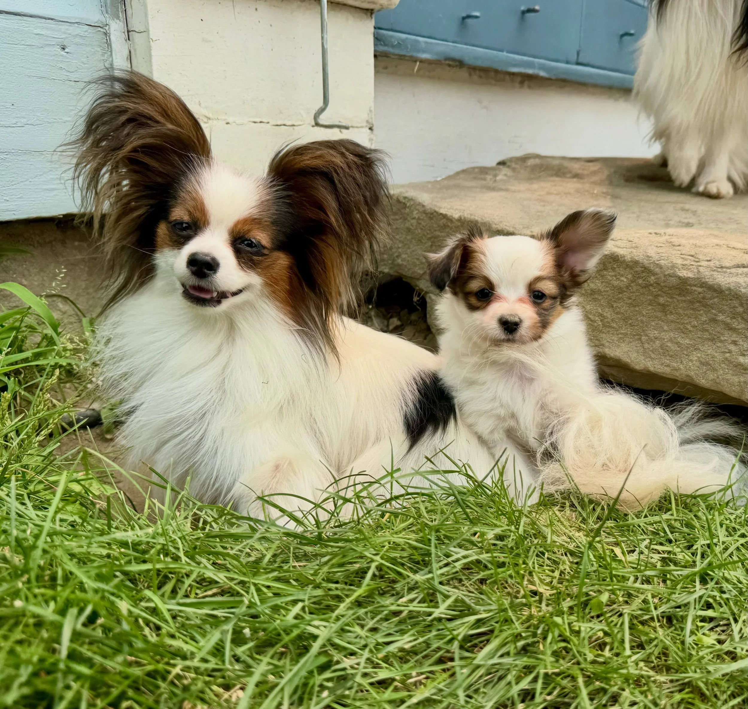 Peter bothers Sophy #papillon #papillons #papillonlife #papillonlove #puppiesofinstagram