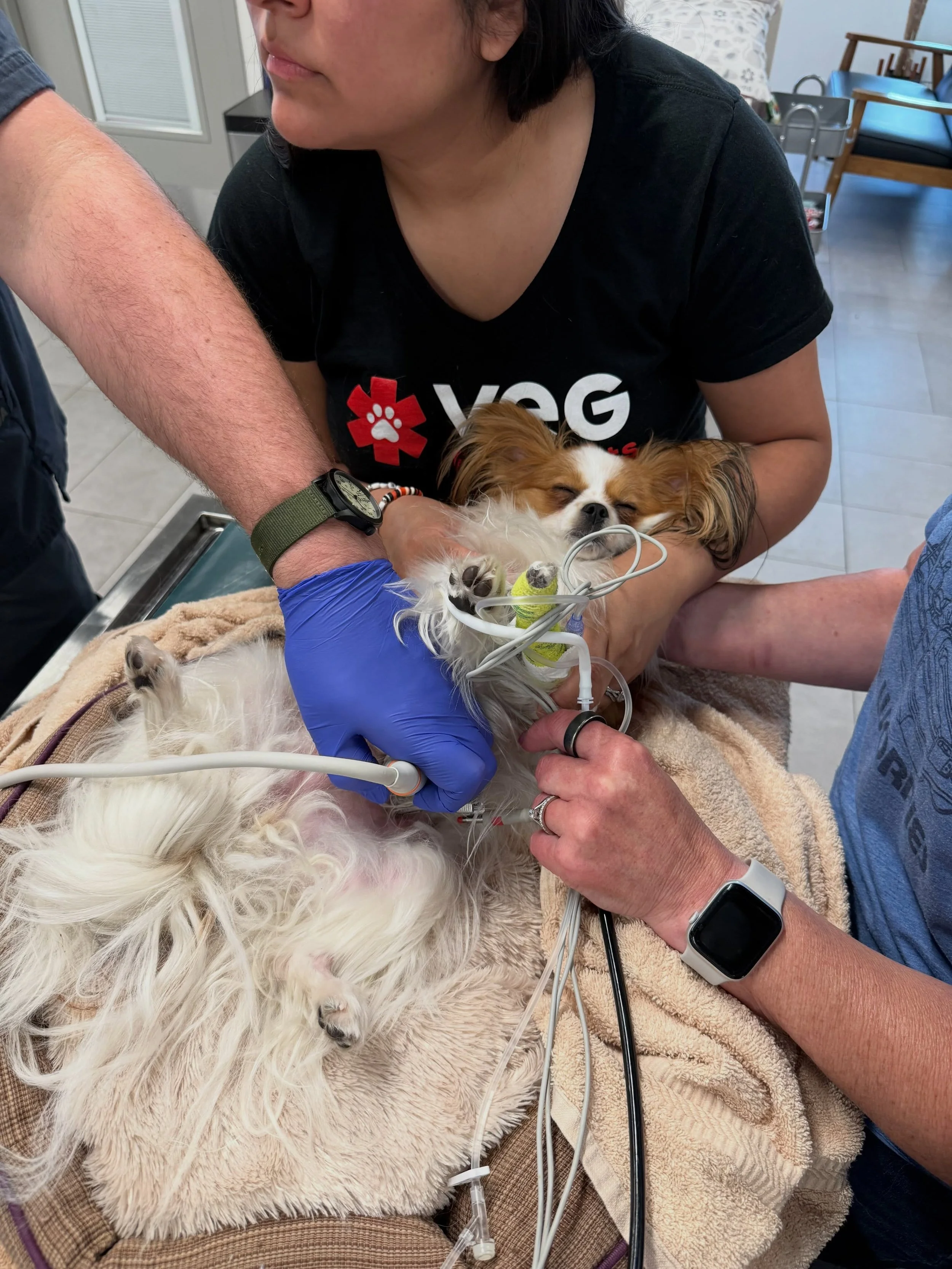 Charlotte had a severe anaphylactic reaction to a bee sting a couple of weeks ago and was hospitalized for a day, but is just fine now. Thanks to her wonderful owners for getting Charlotte quick ER care, and yet another shameless plug from me that pe